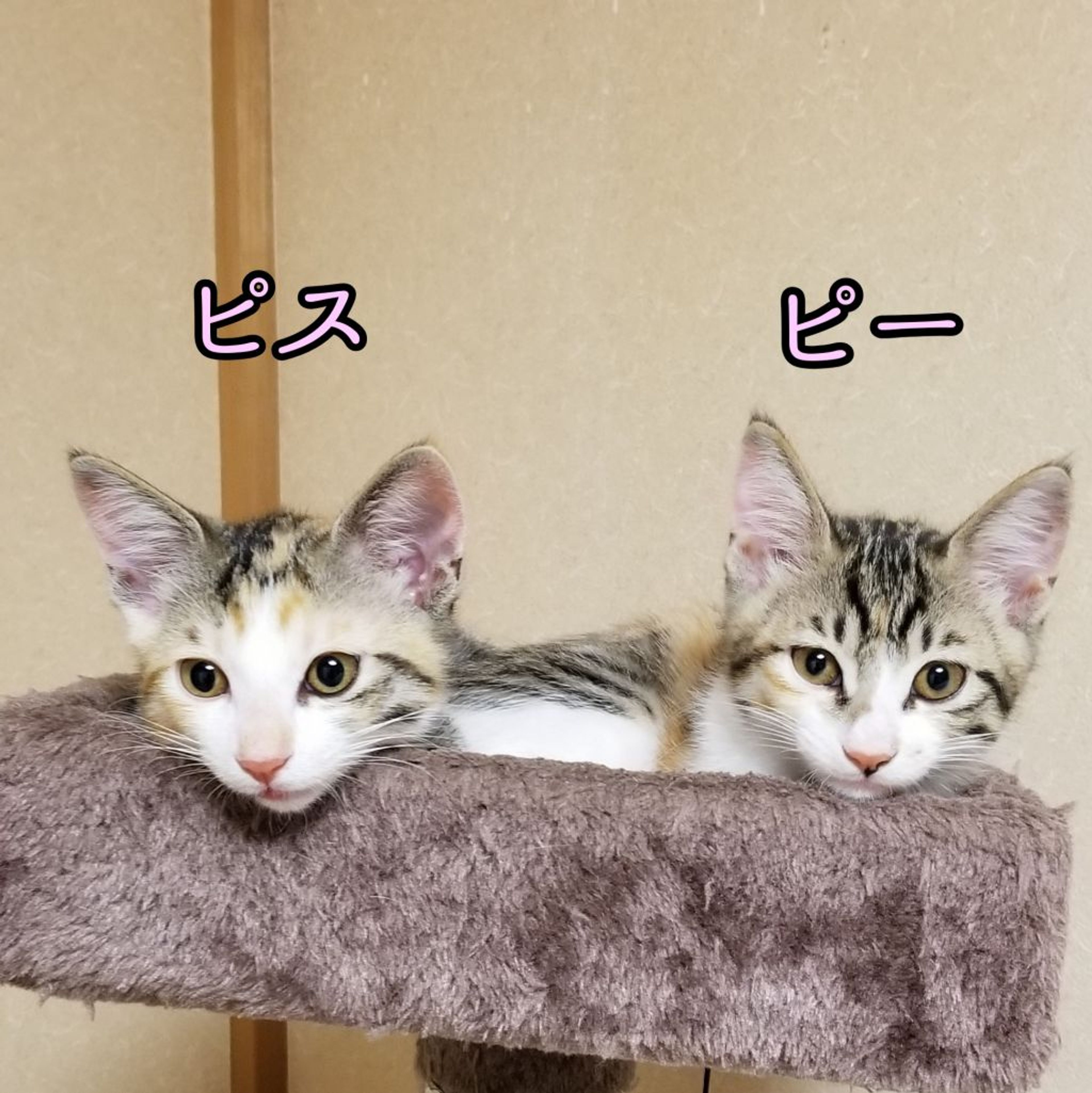 pet-image-5
