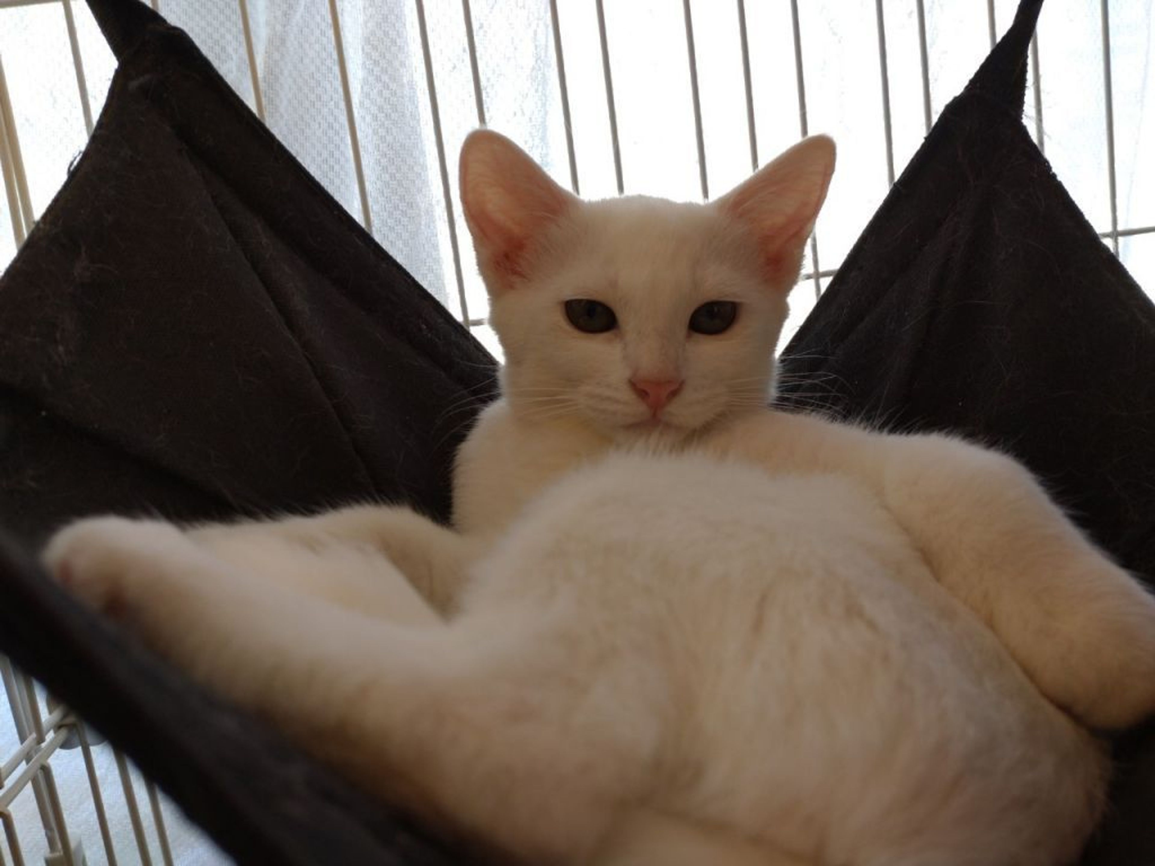 pet-image-6