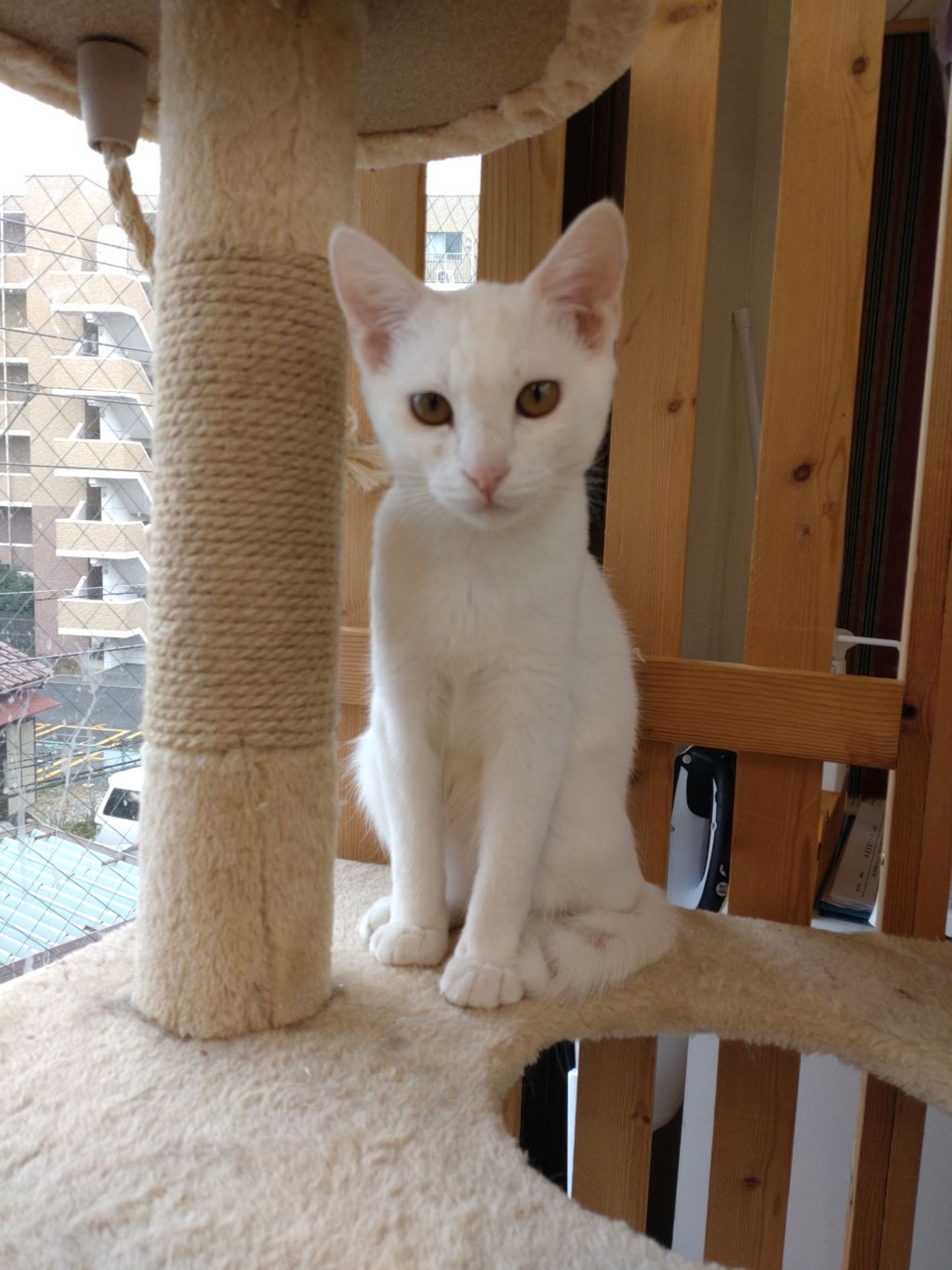 pet-image-2
