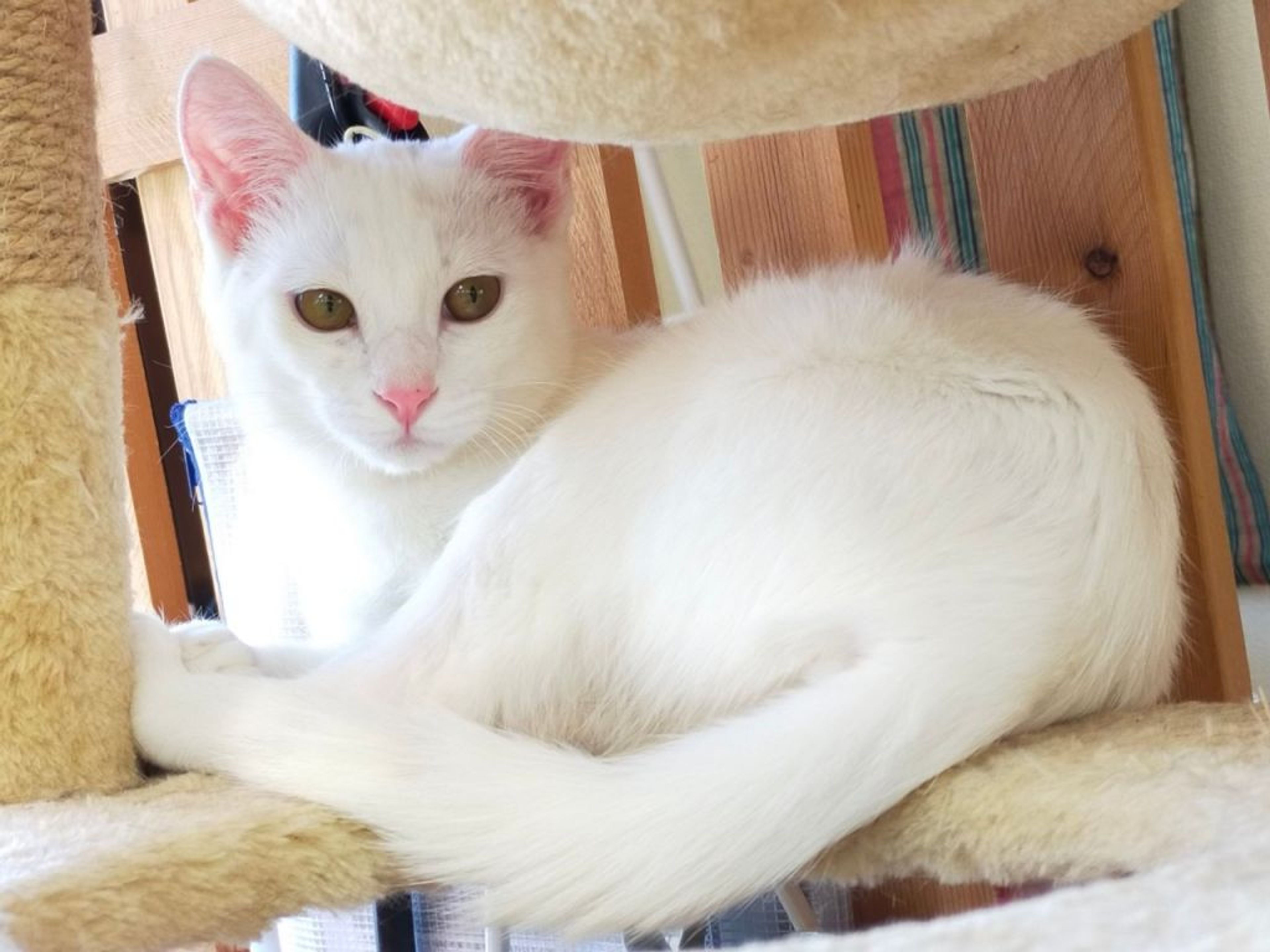 pet-image-3