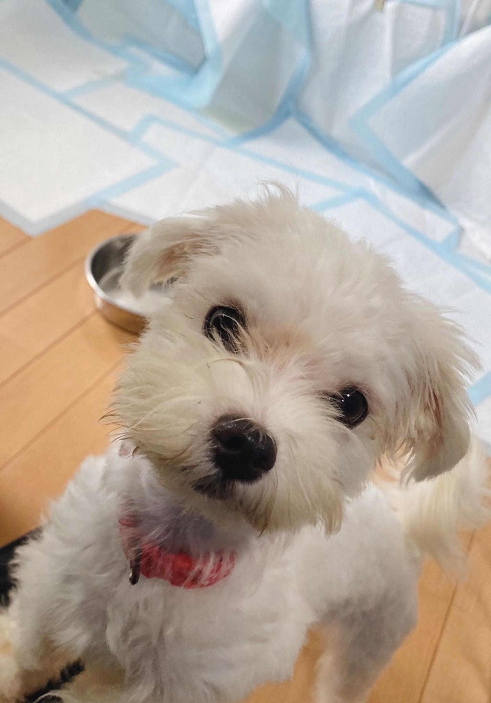 pet-image-3