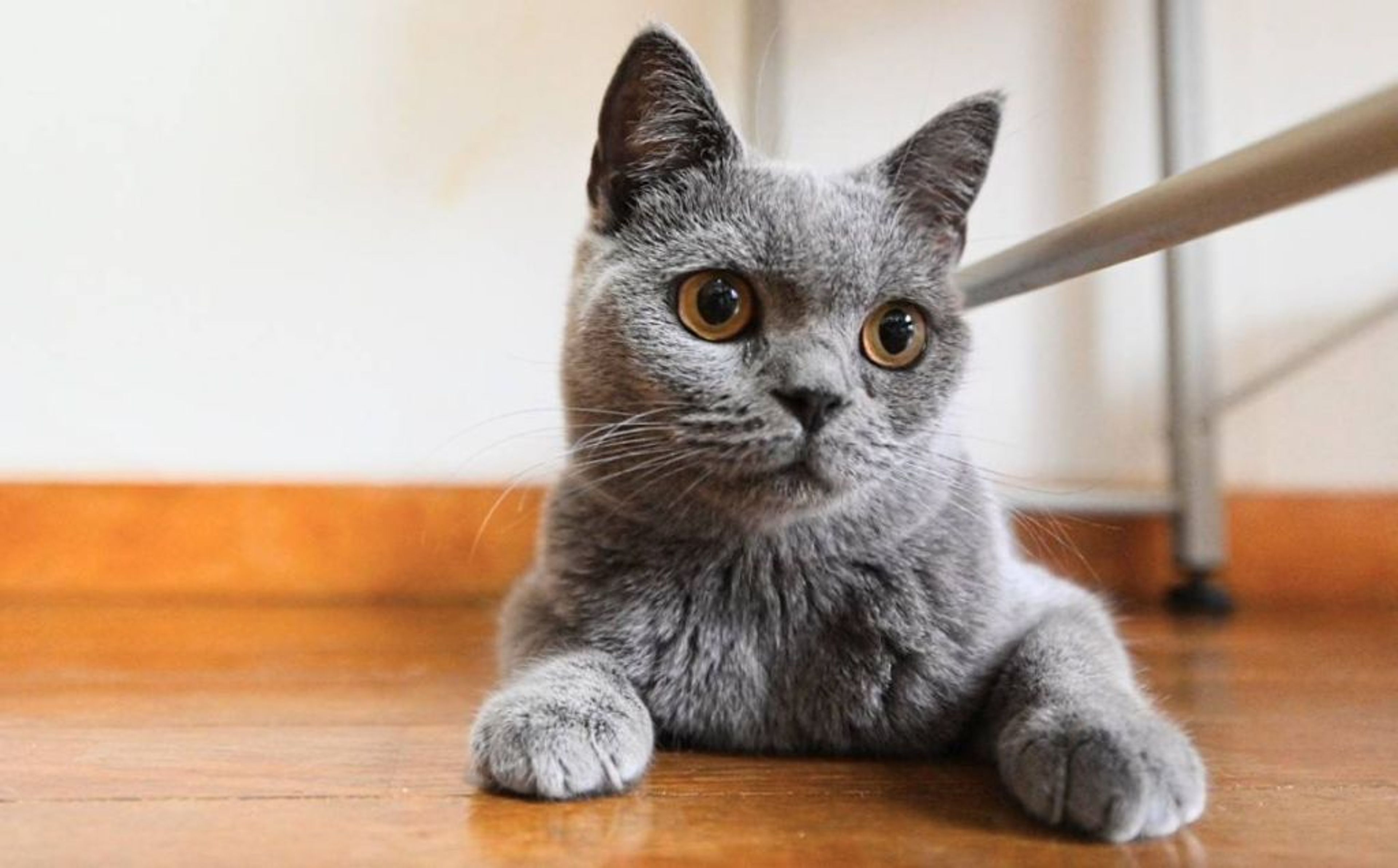 ブリティッシュショートヘア・メスの里親募集の写真