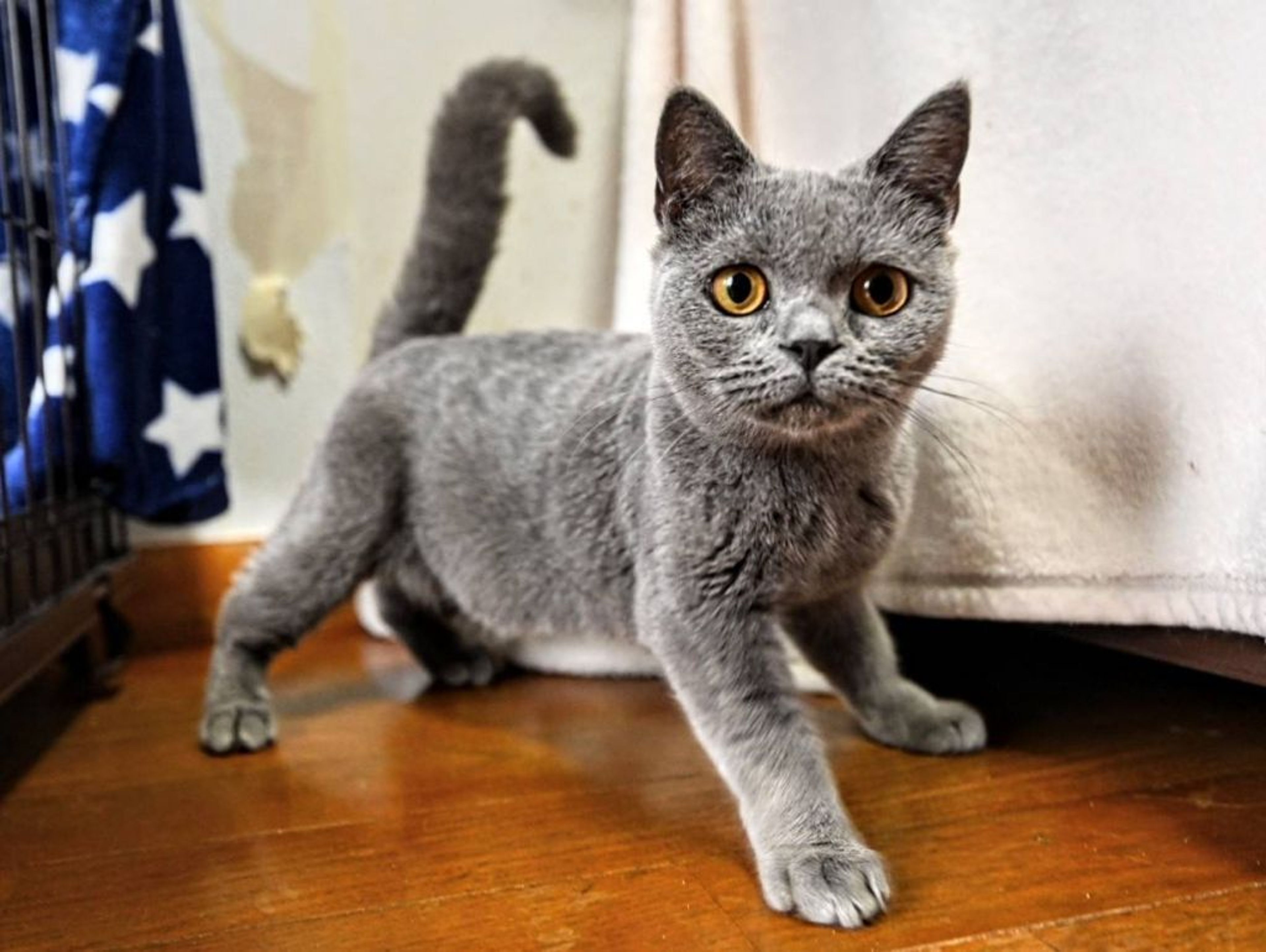 pet-image-2