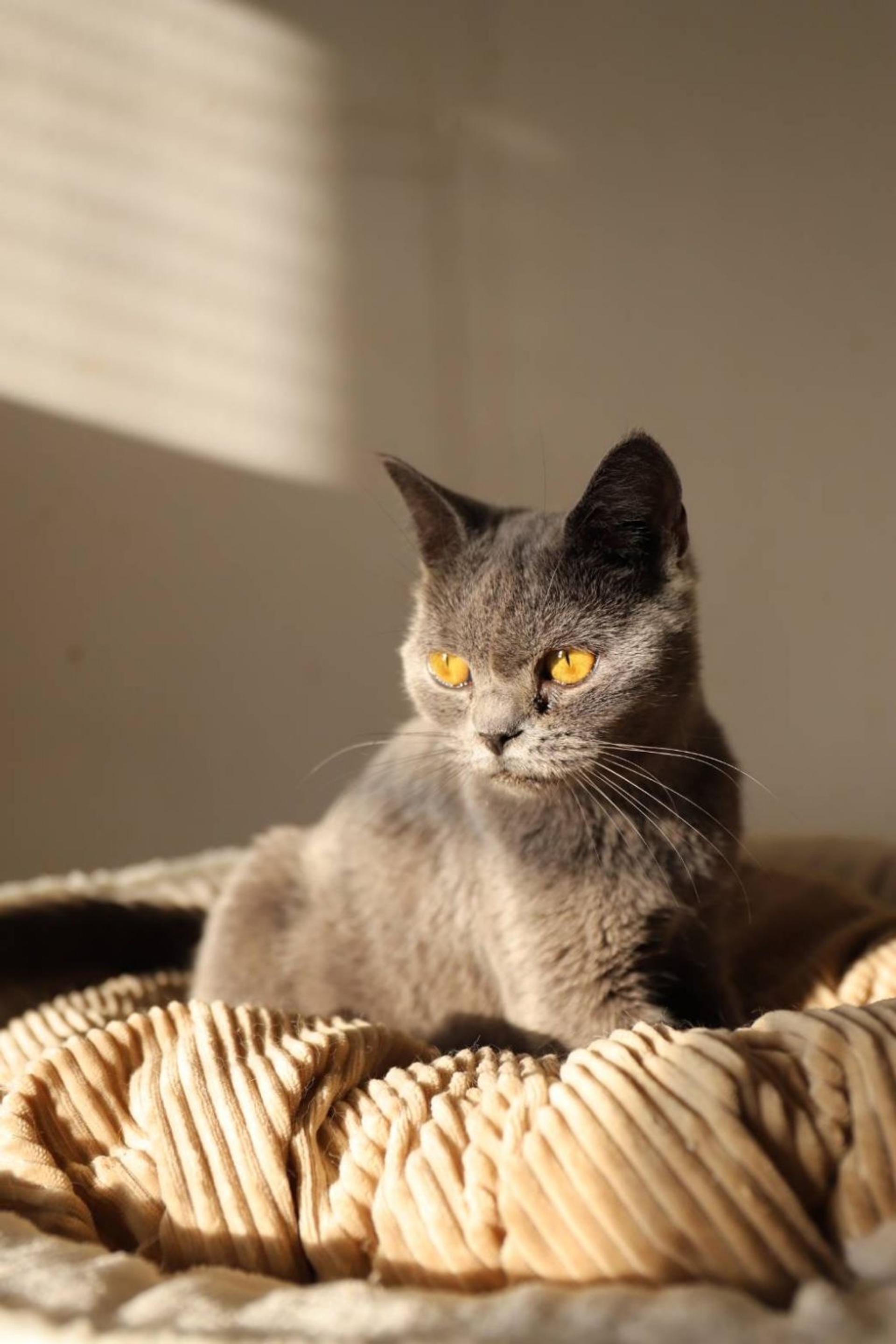pet-image-3
