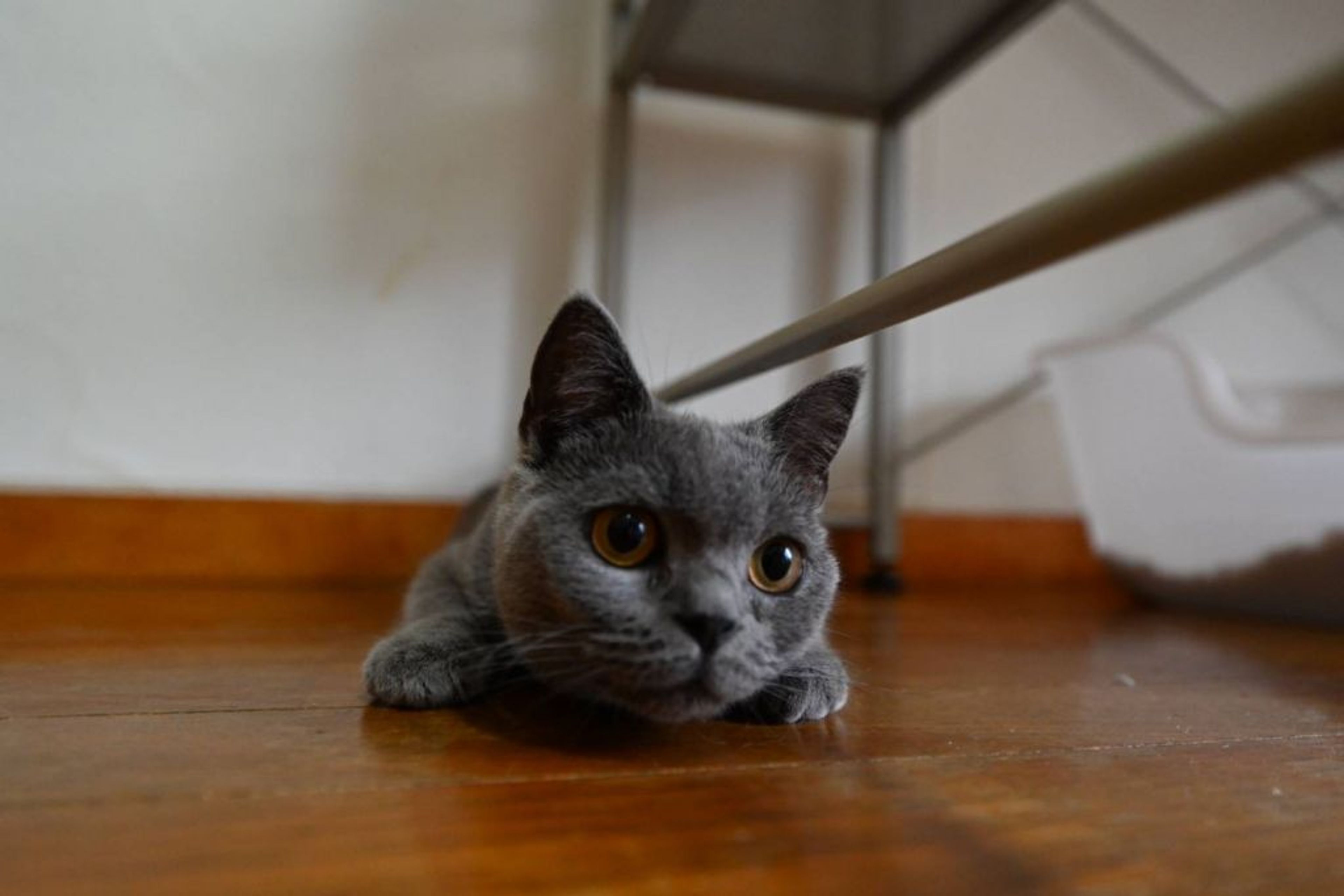 pet-image-4