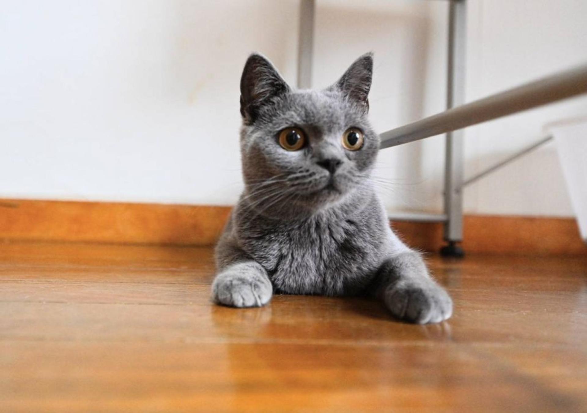 pet-image-5