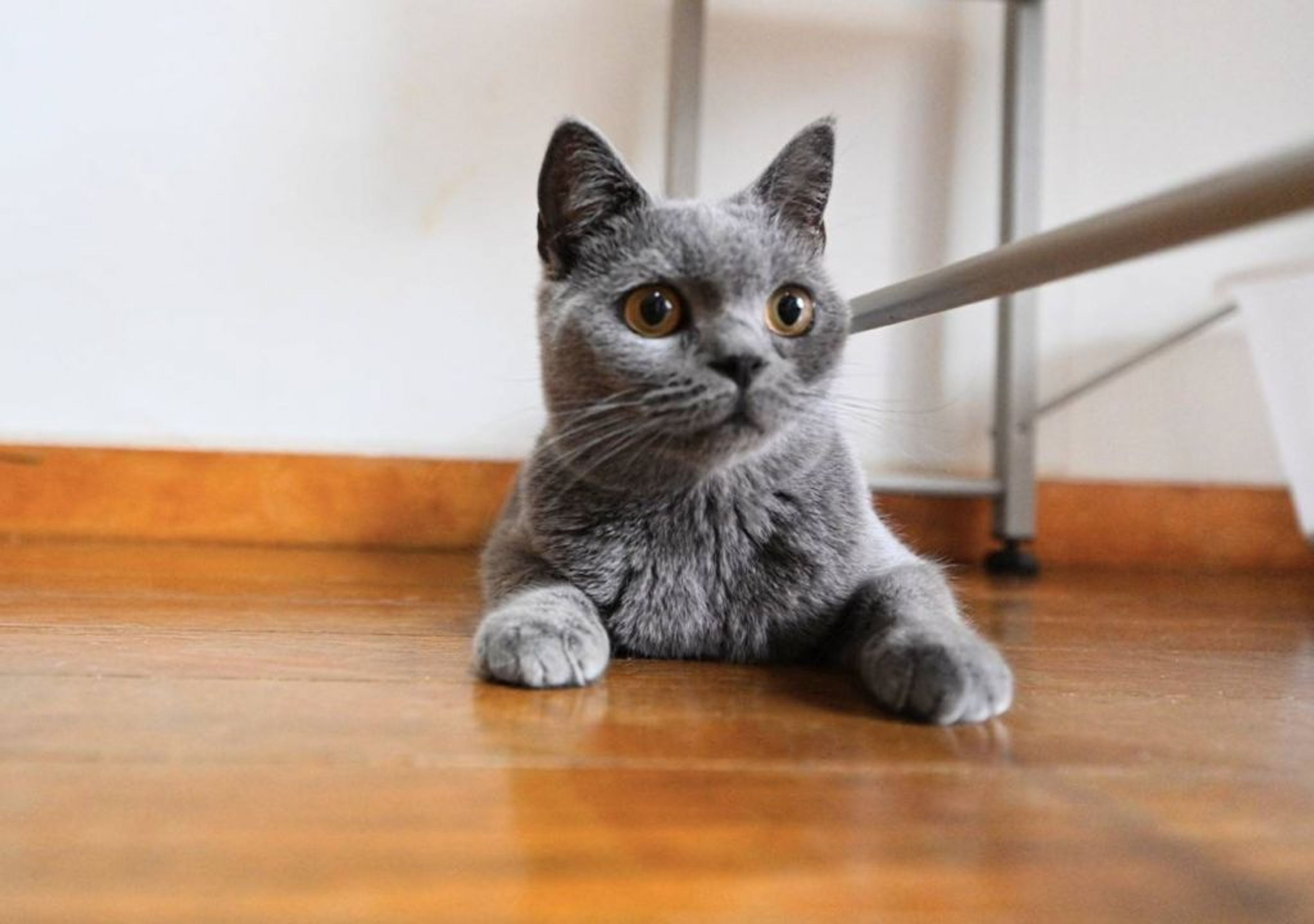 pet-image-5