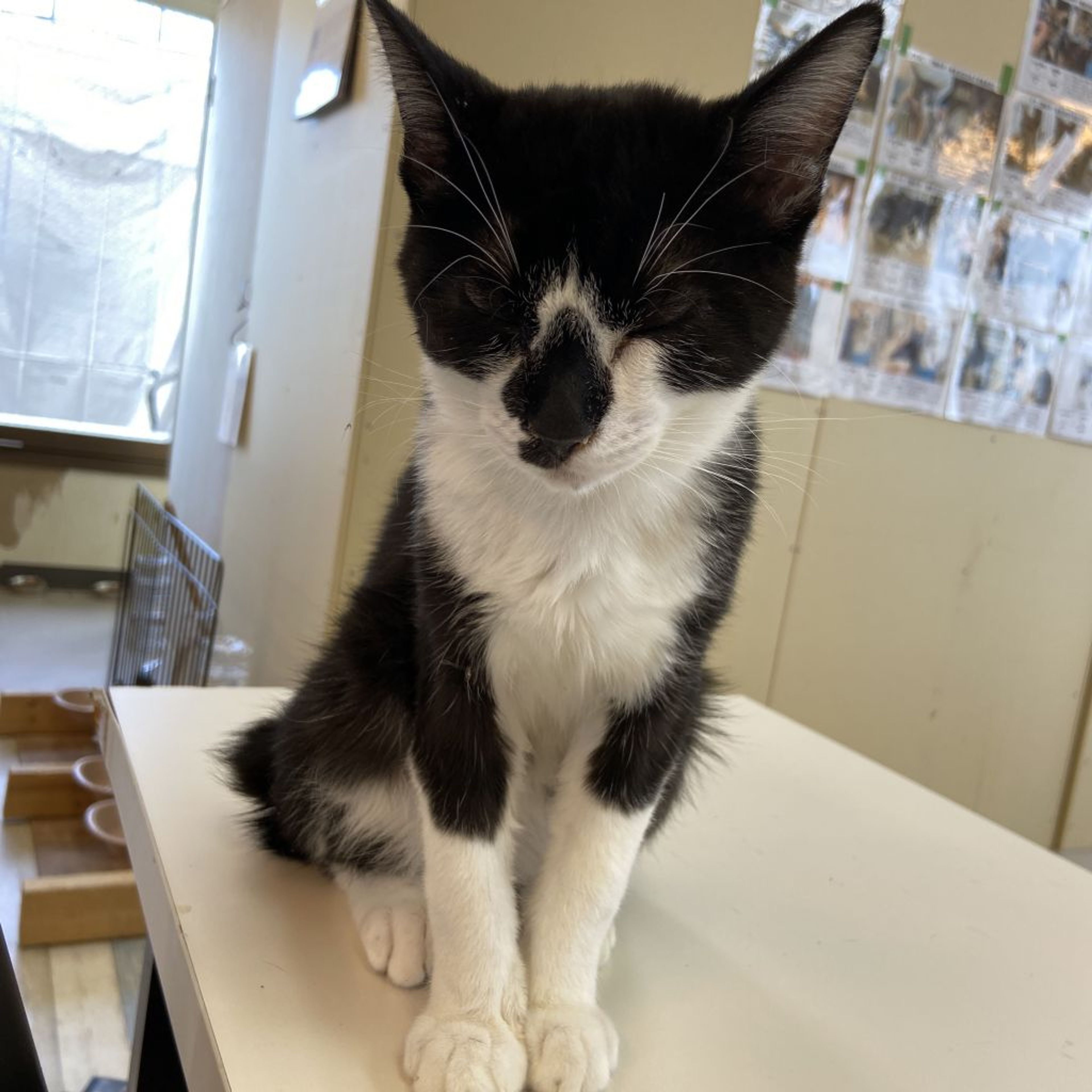 雑種（ミックス猫）・オスの里親募集の写真