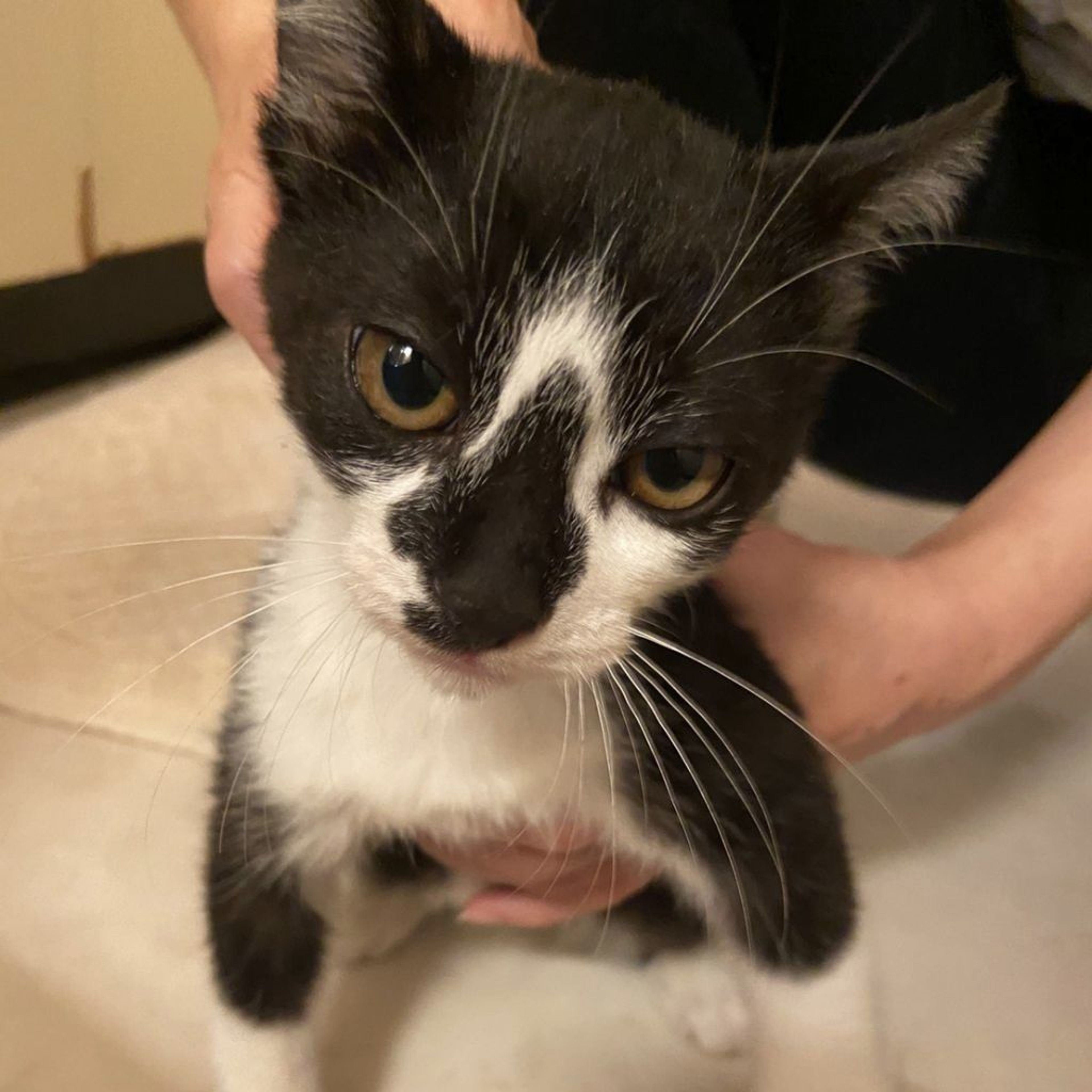 pet-image-2