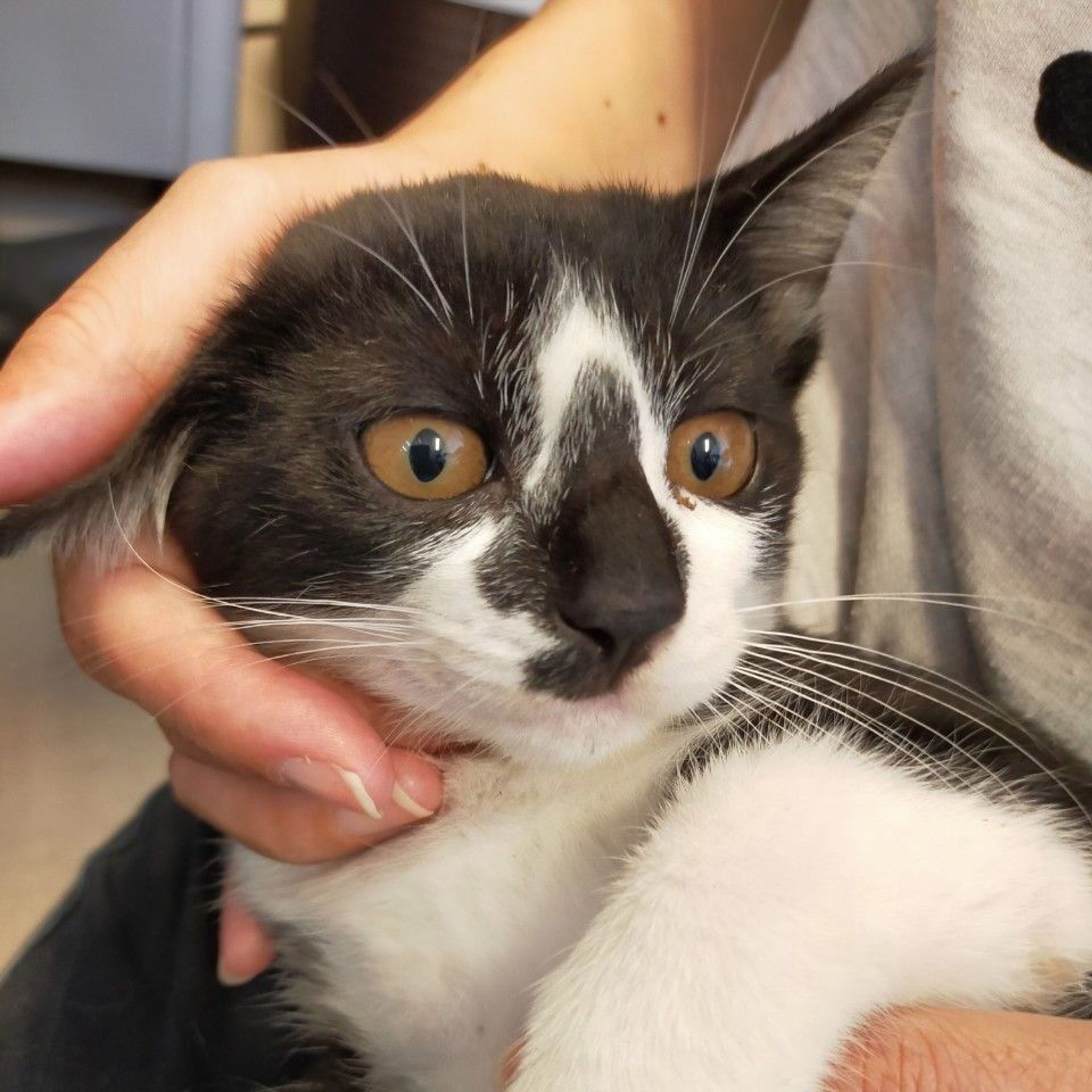 pet-image-4