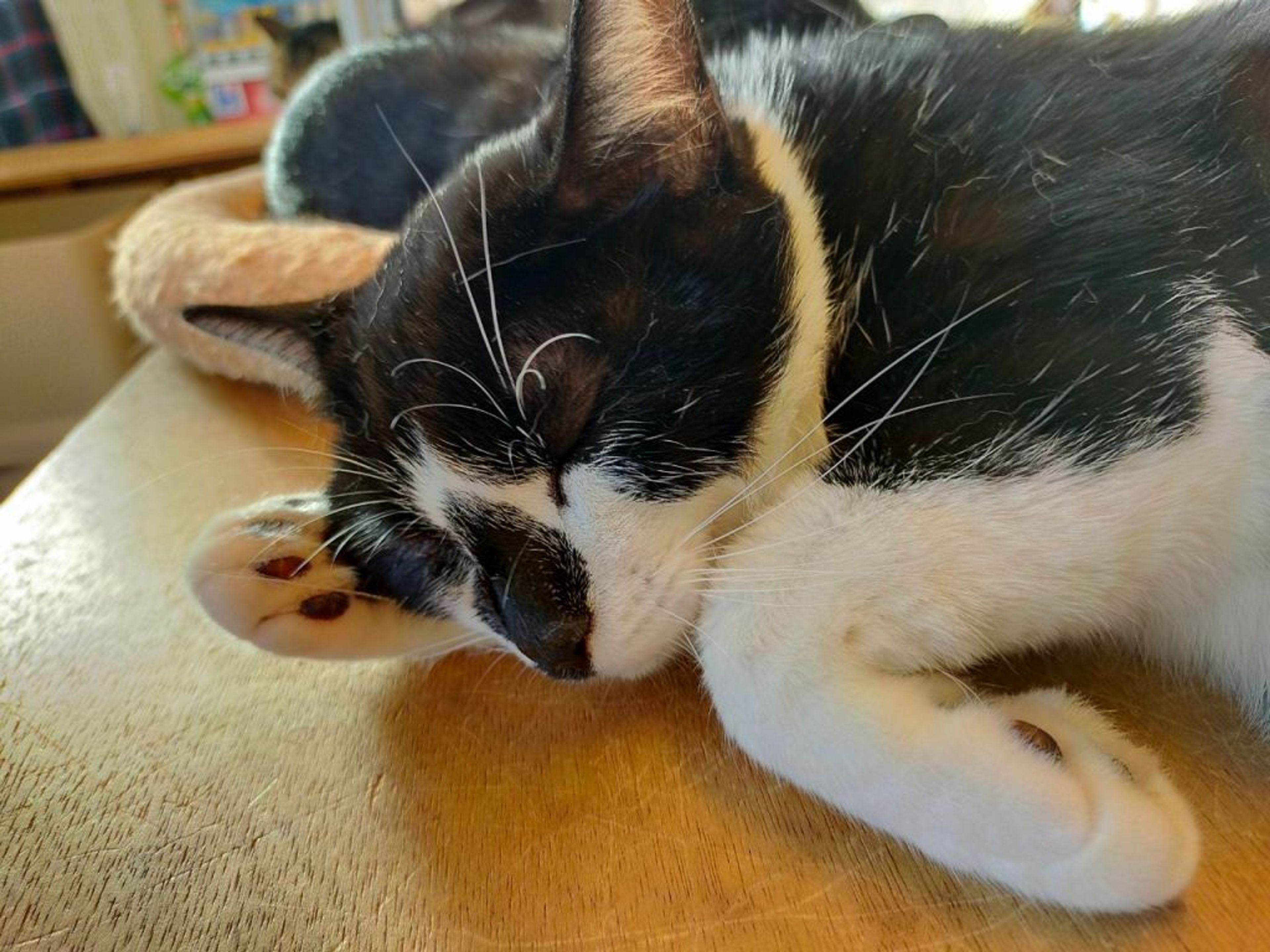 pet-image-3
