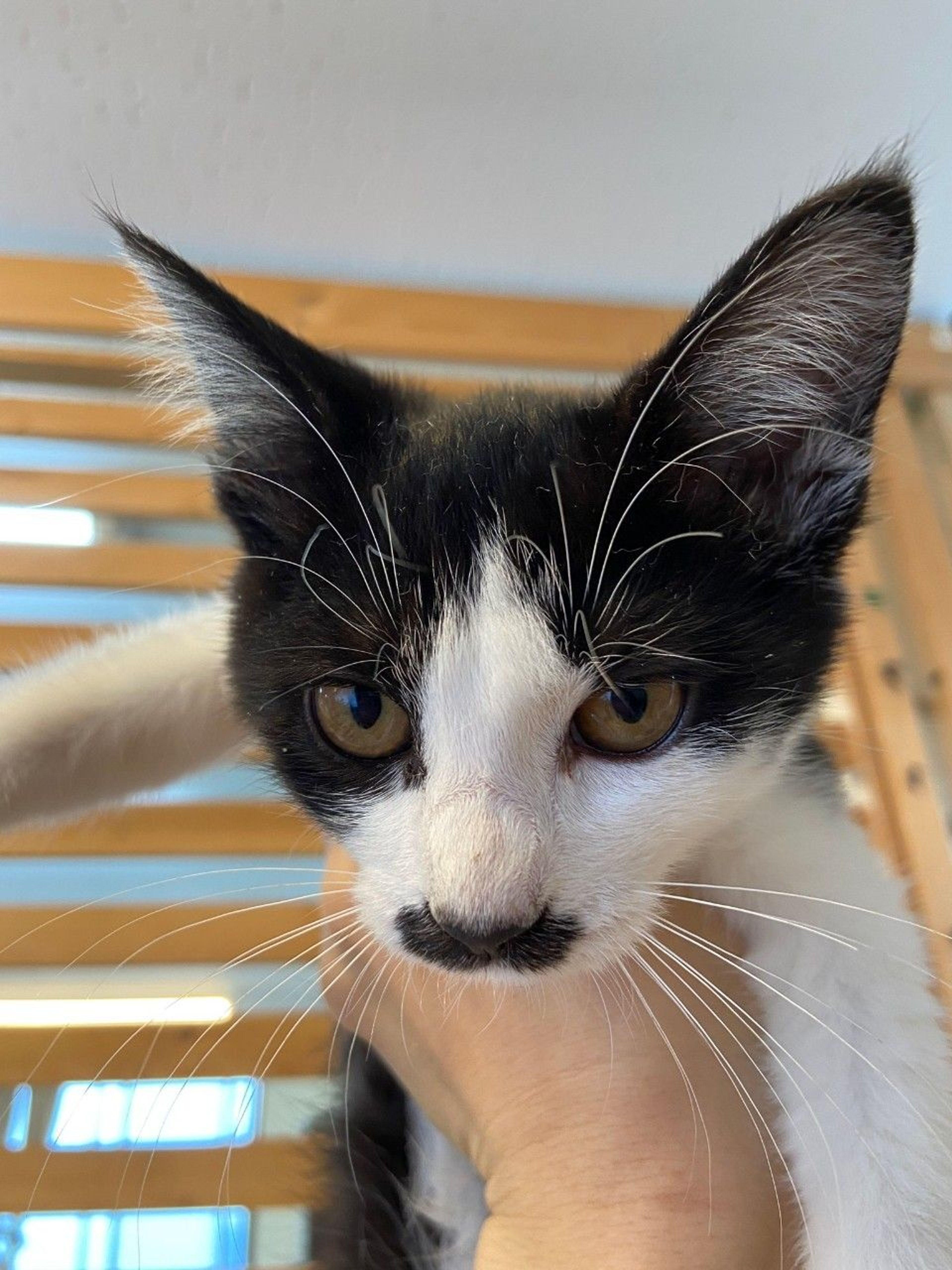 雑種（ミックス猫）・メスの里親募集の写真