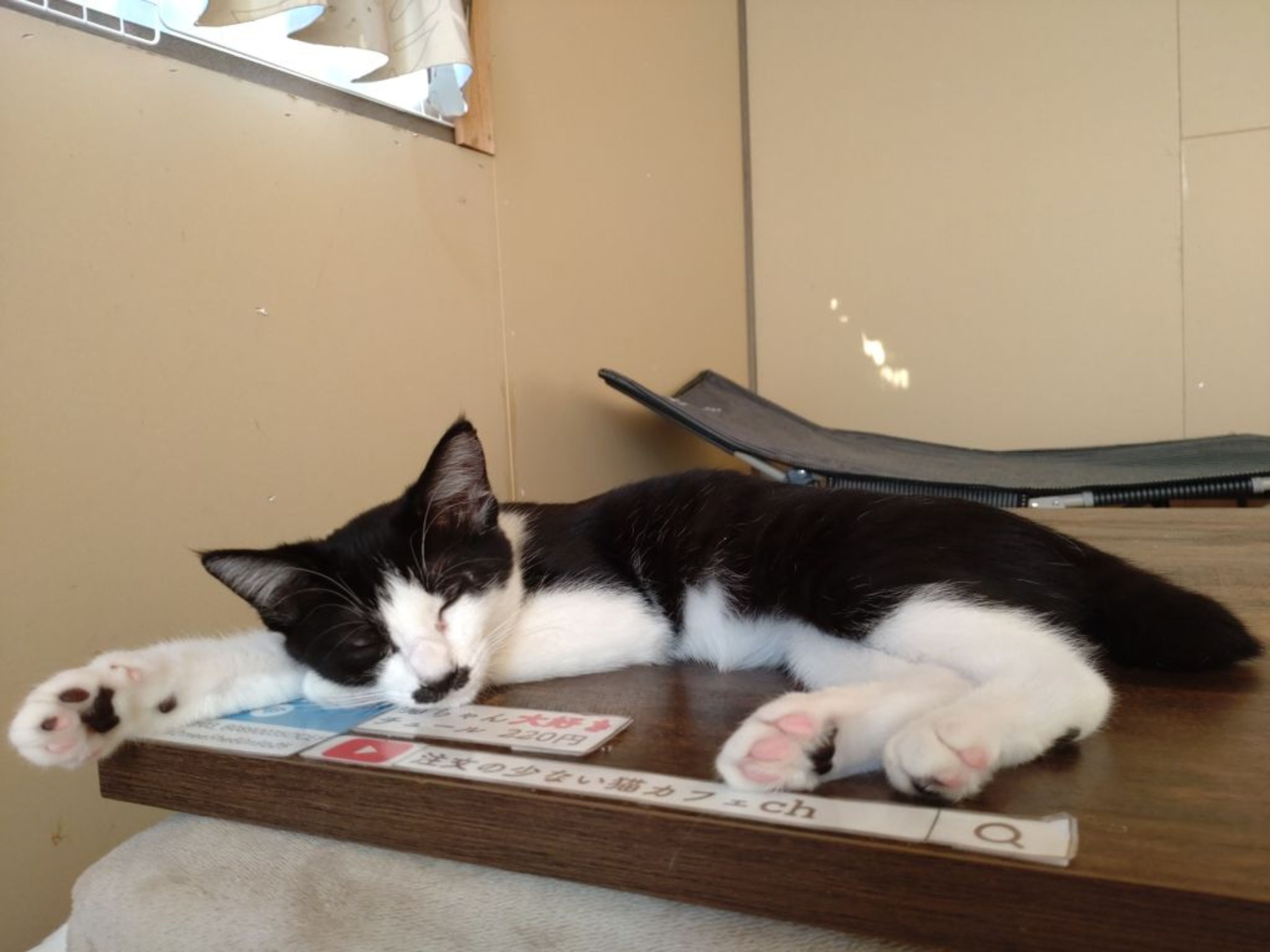 pet-image-2