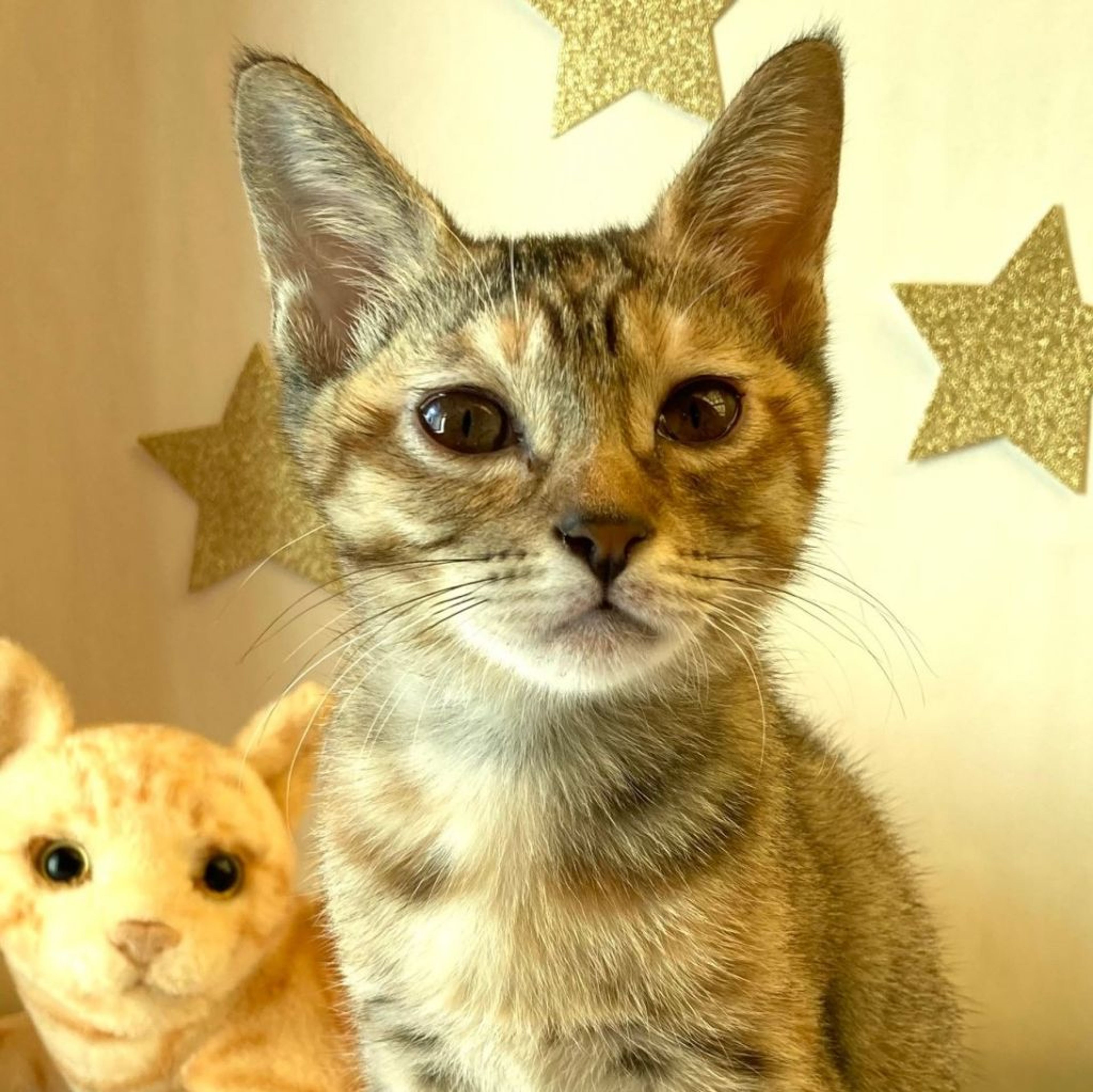 雑種（ミックス猫）・メスの里親募集の写真