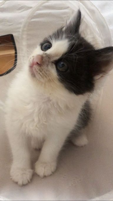 ポメラの写真
