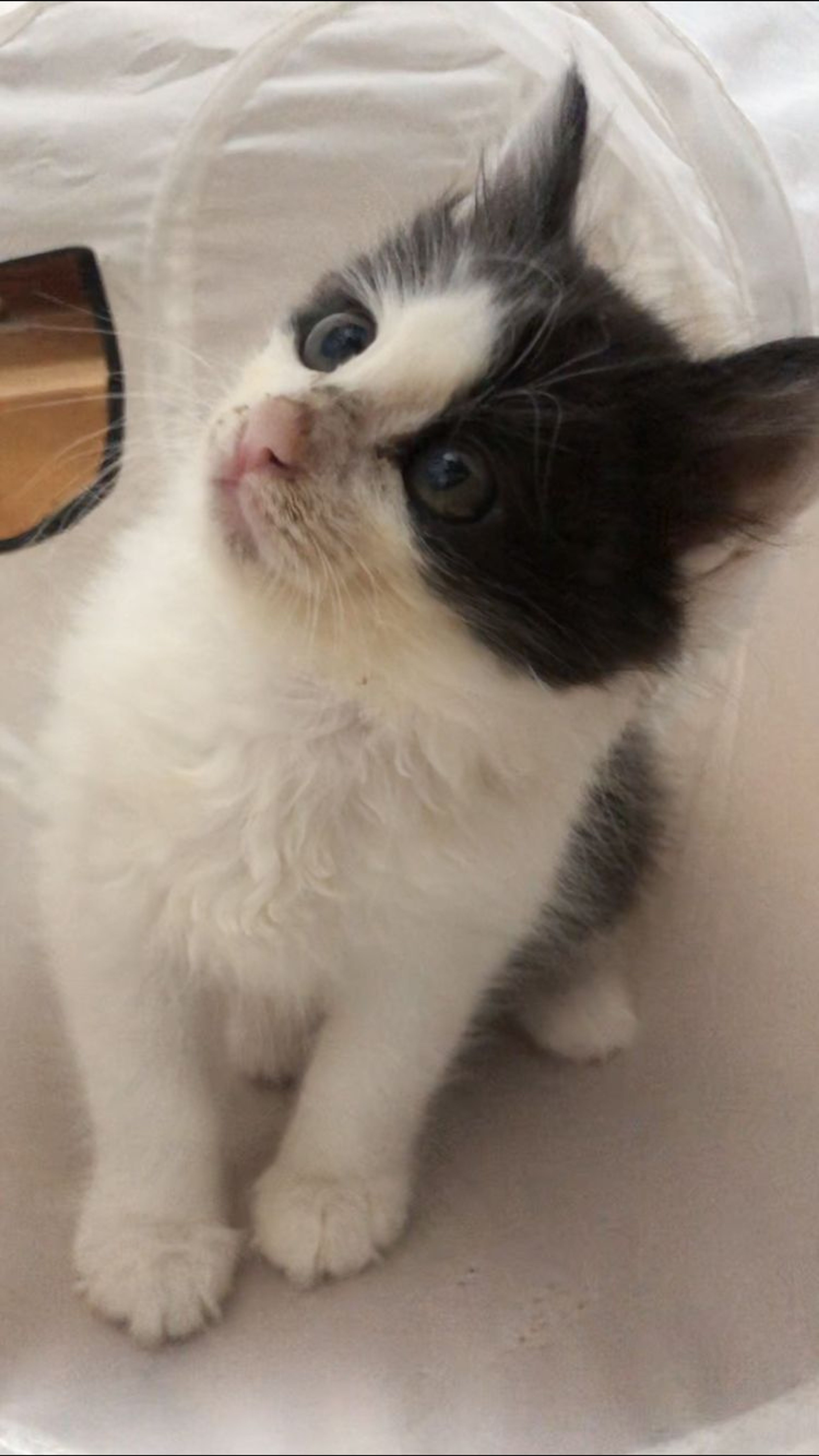 雑種（ミックス猫）・オスの里親募集の写真