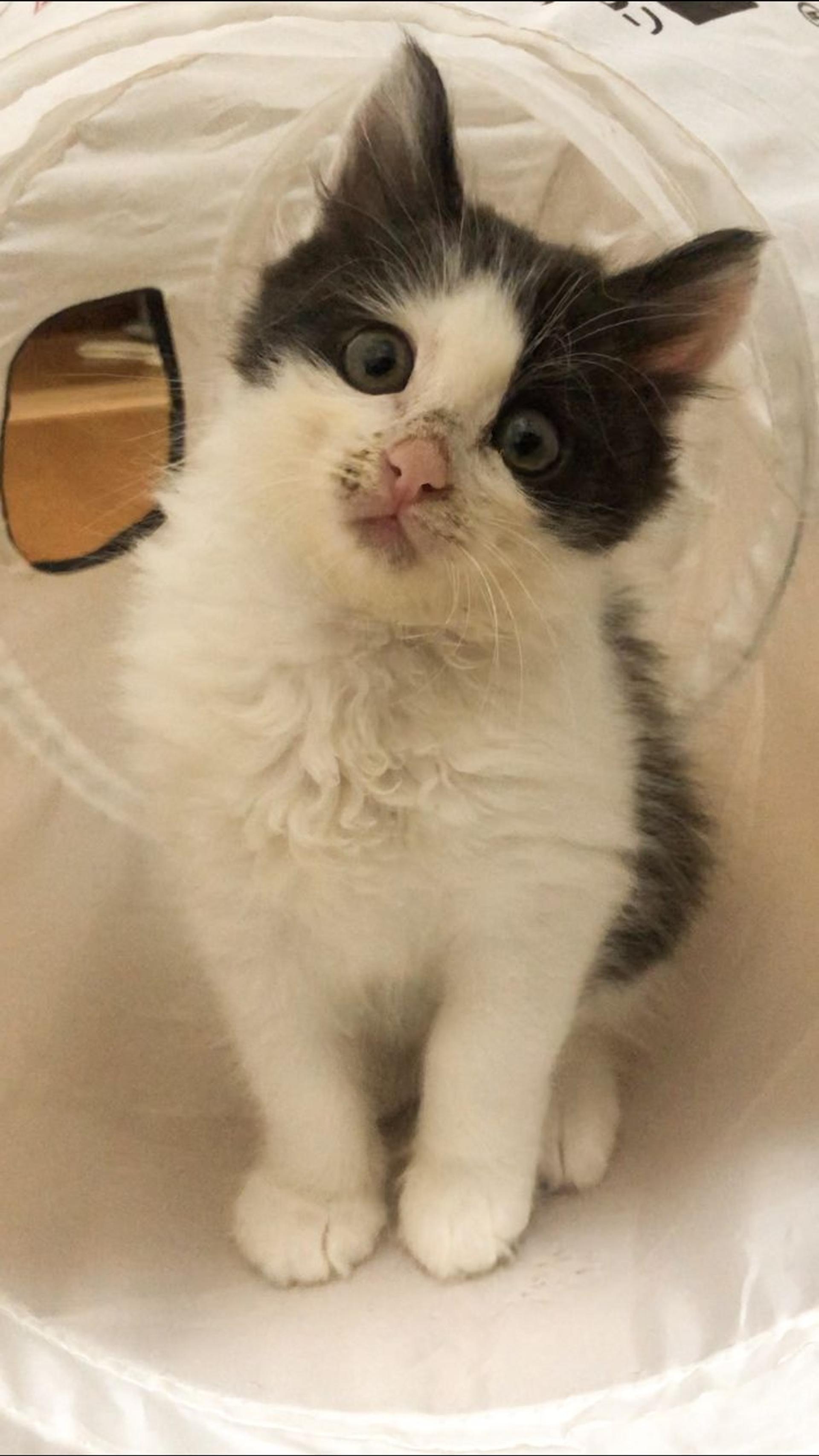 pet-image-2