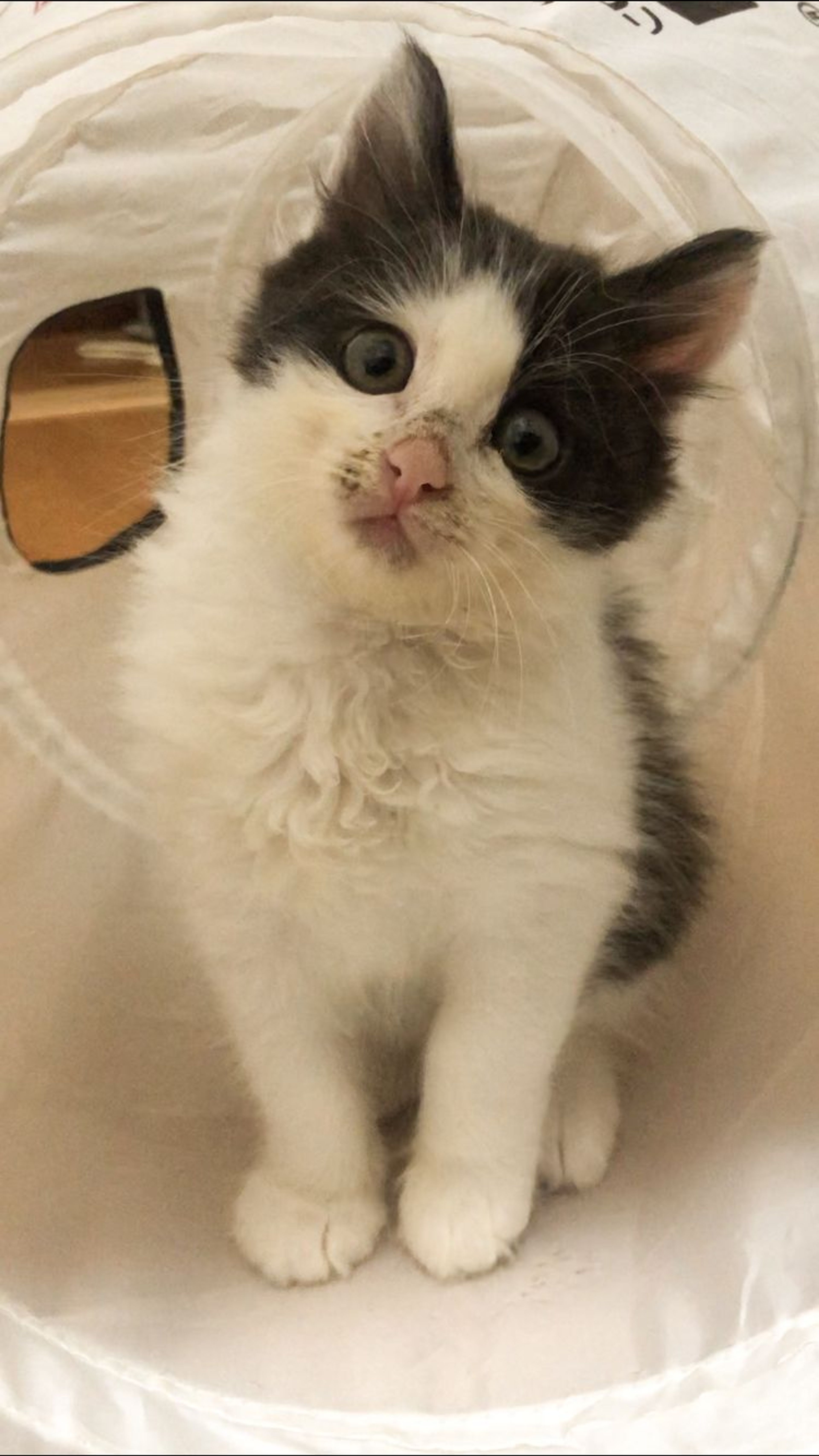 pet-image-2