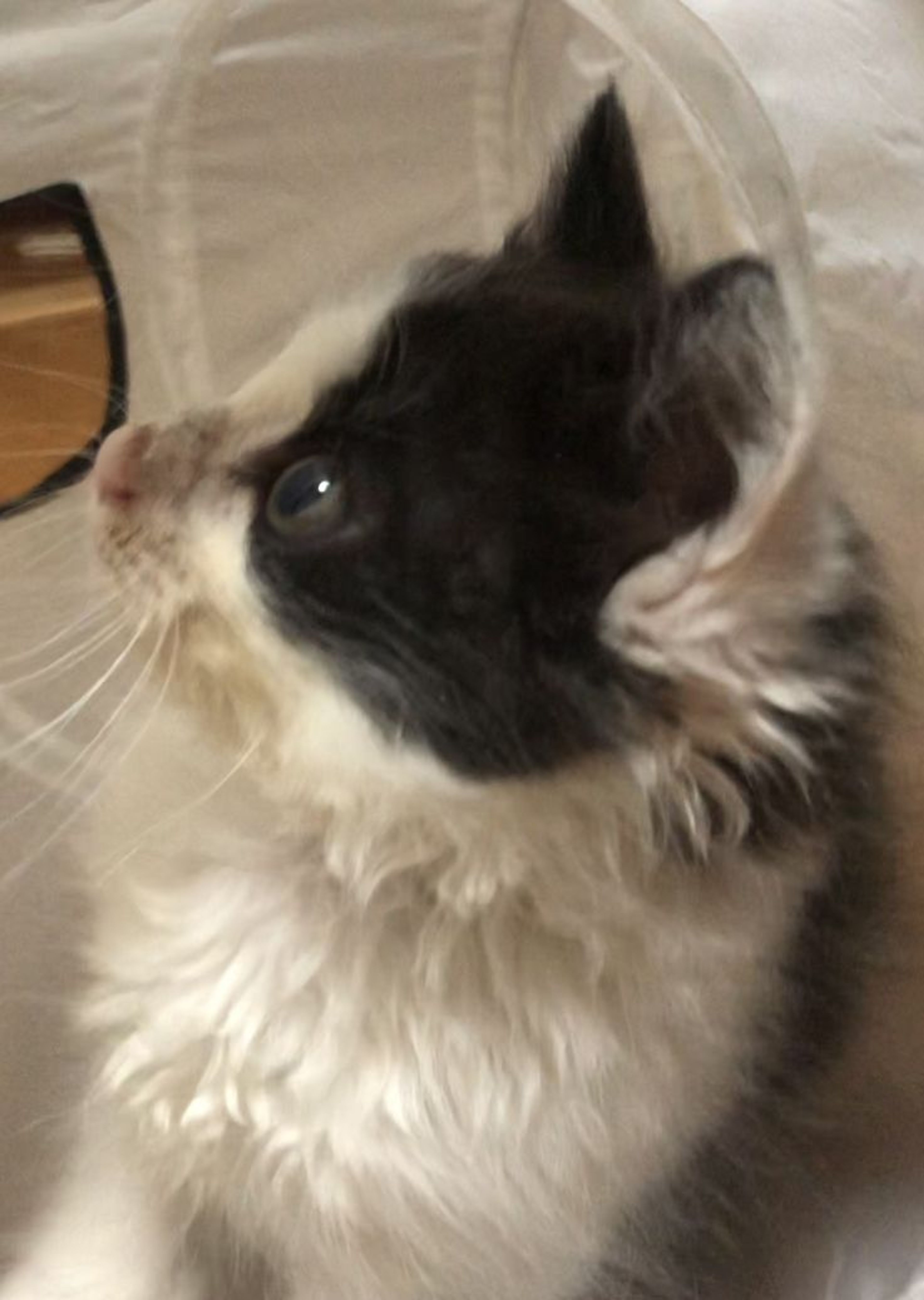 pet-image-3