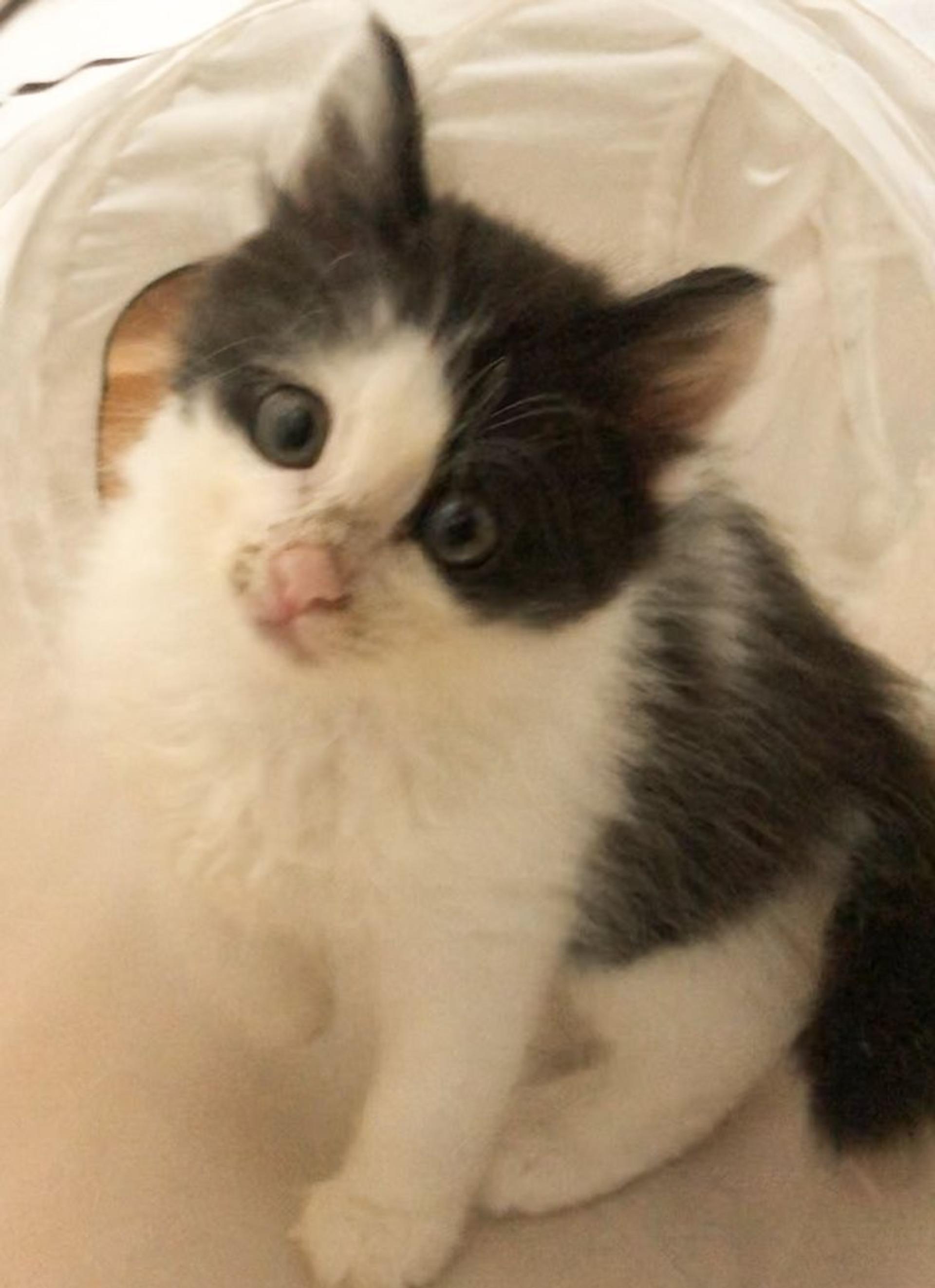 pet-image-4