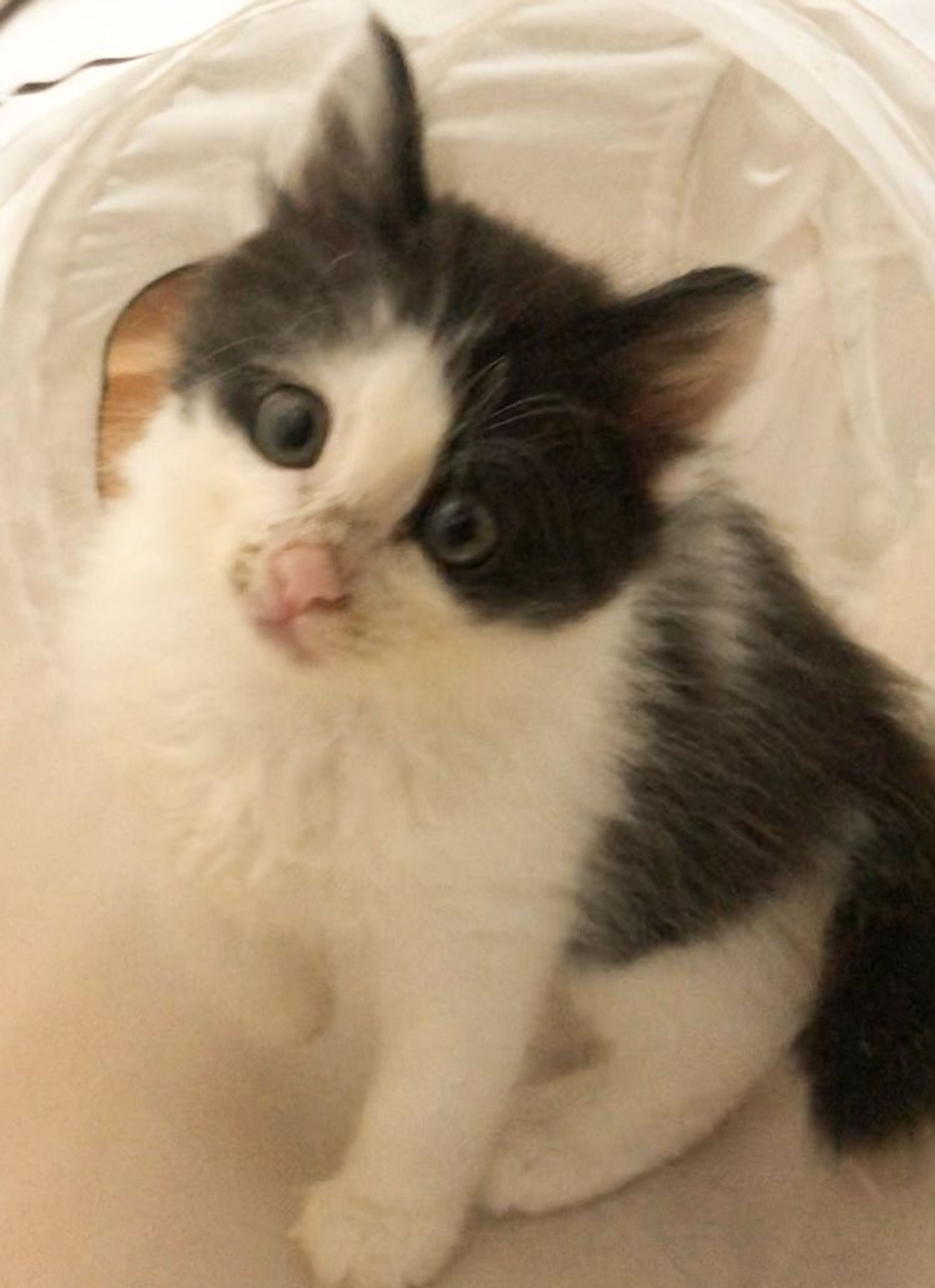 pet-image-4