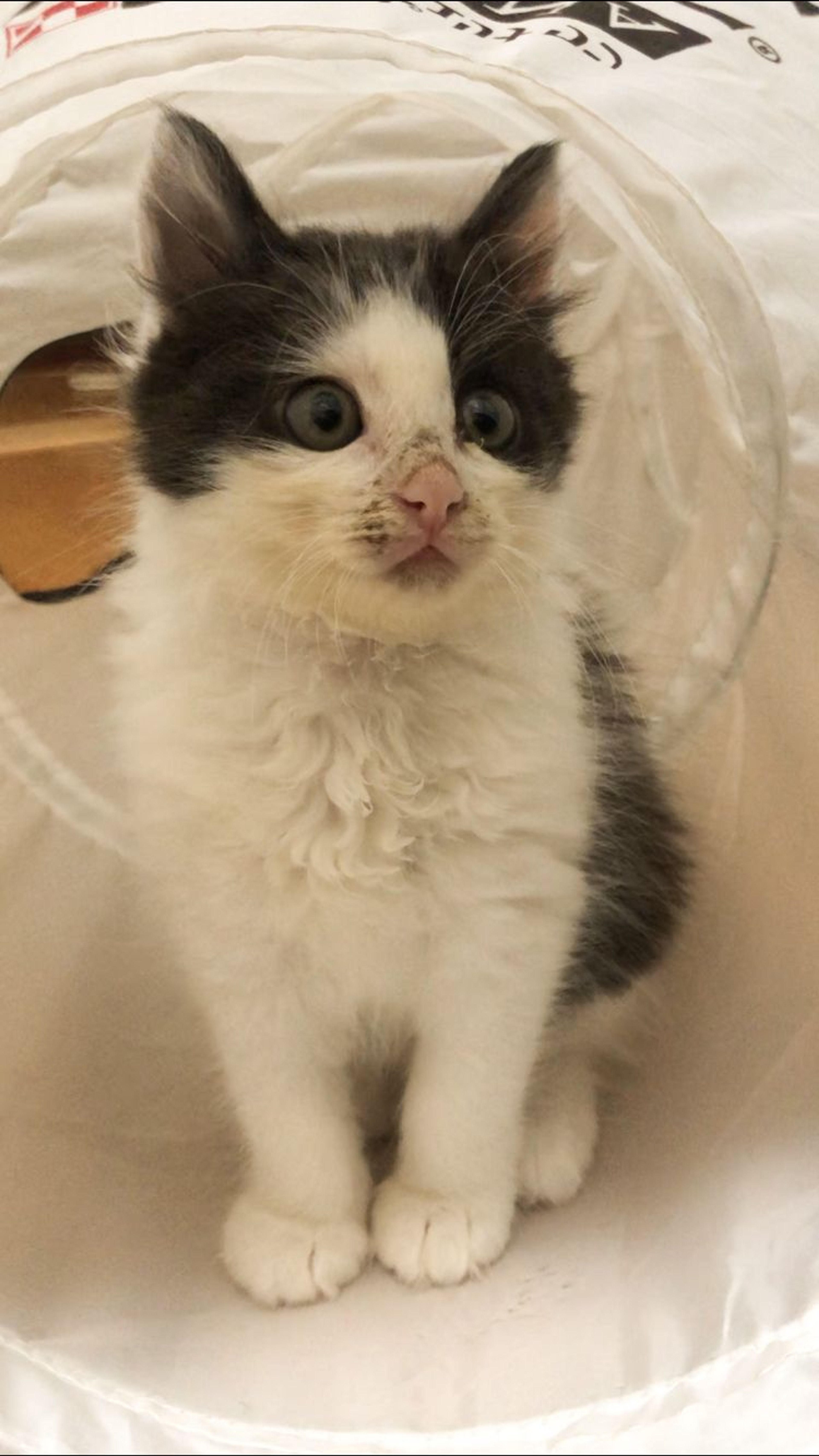 pet-image-5