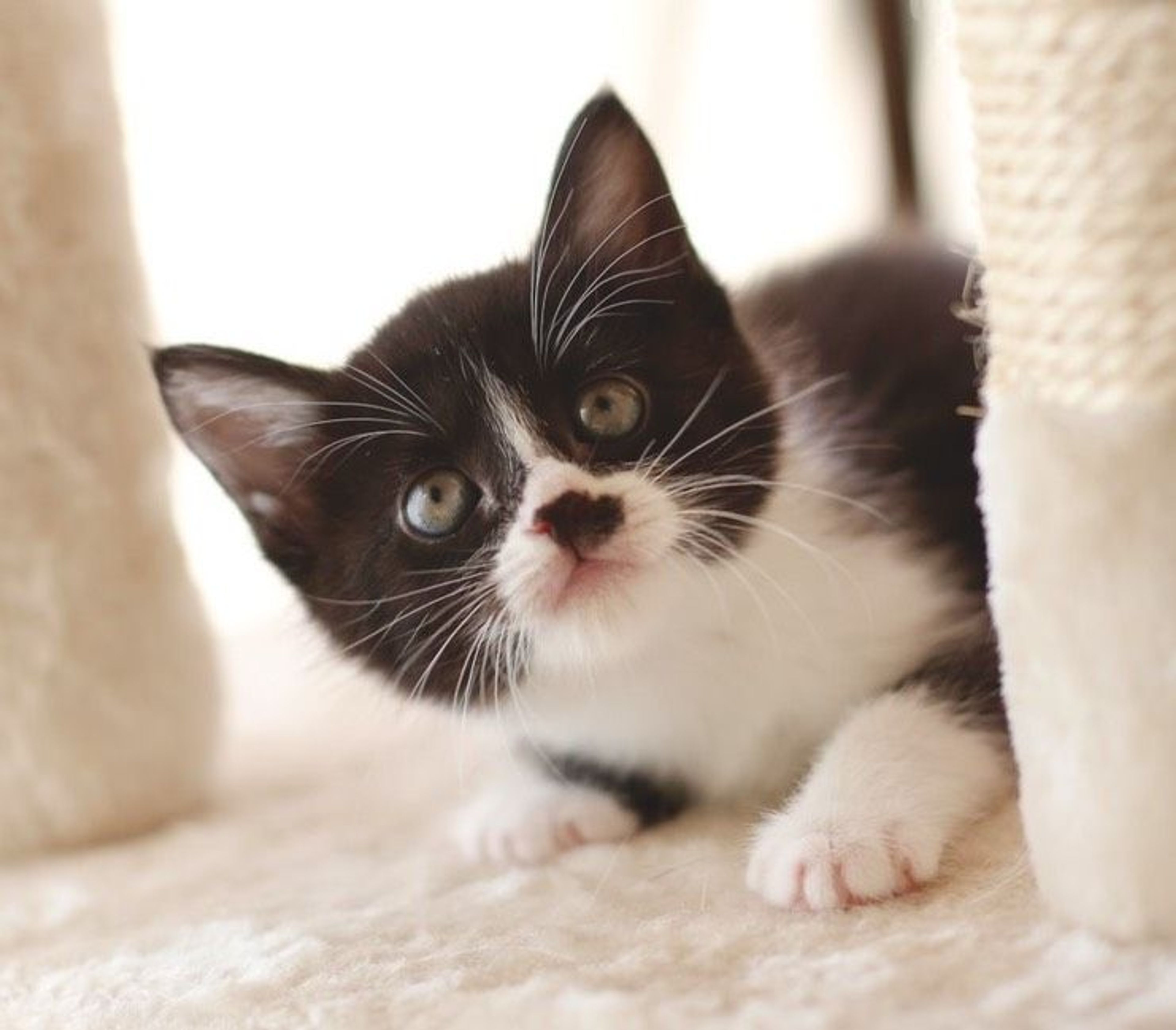 雑種（ミックス猫）・メスの里親募集の写真