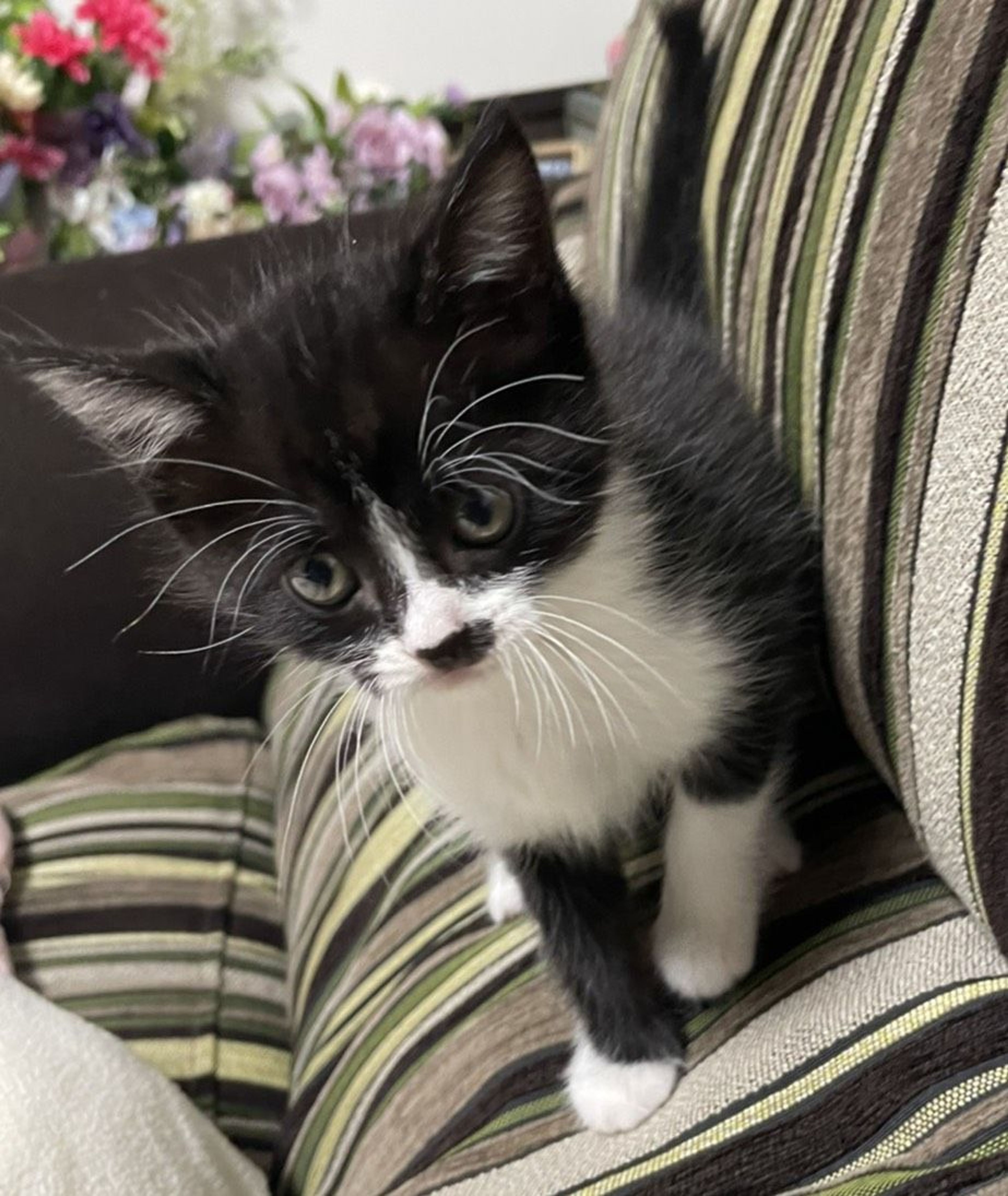 pet-image-2