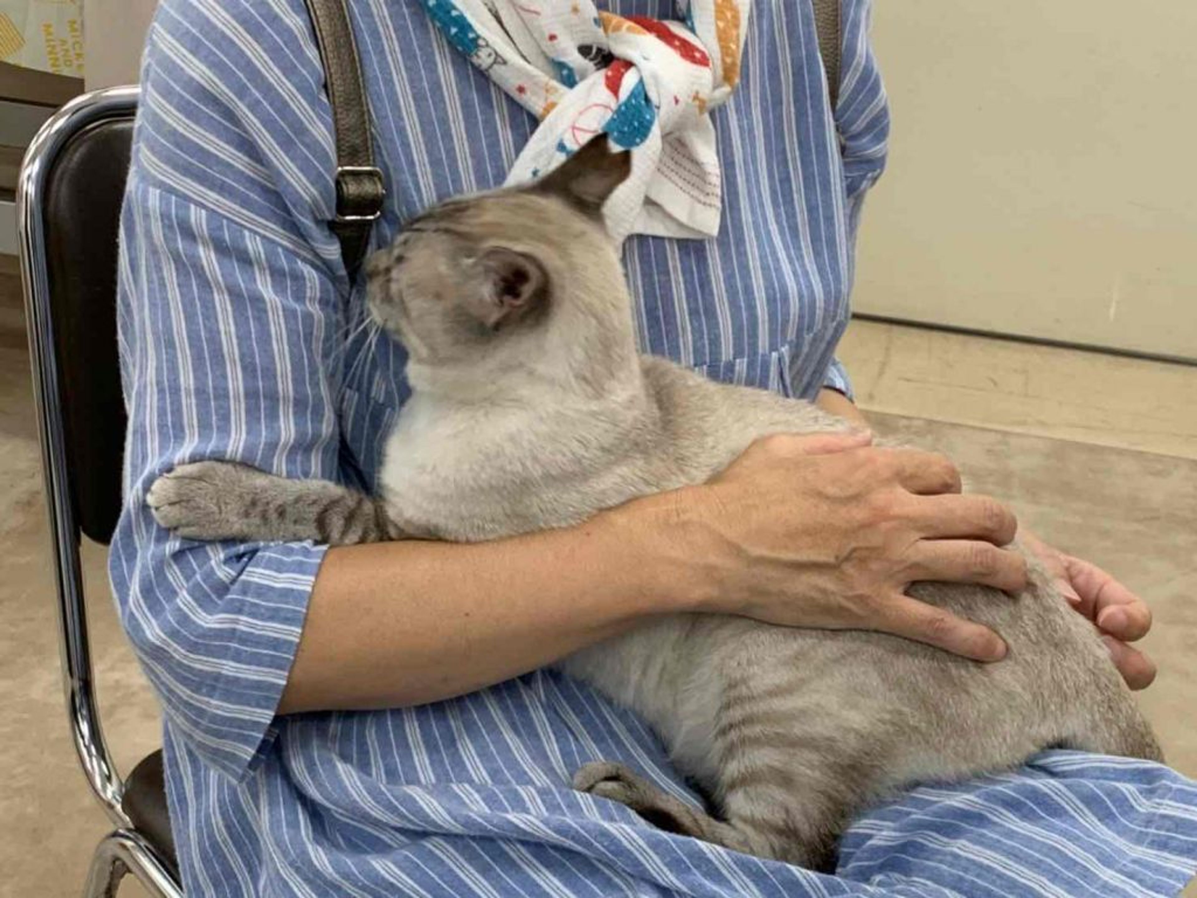 pet-image-3