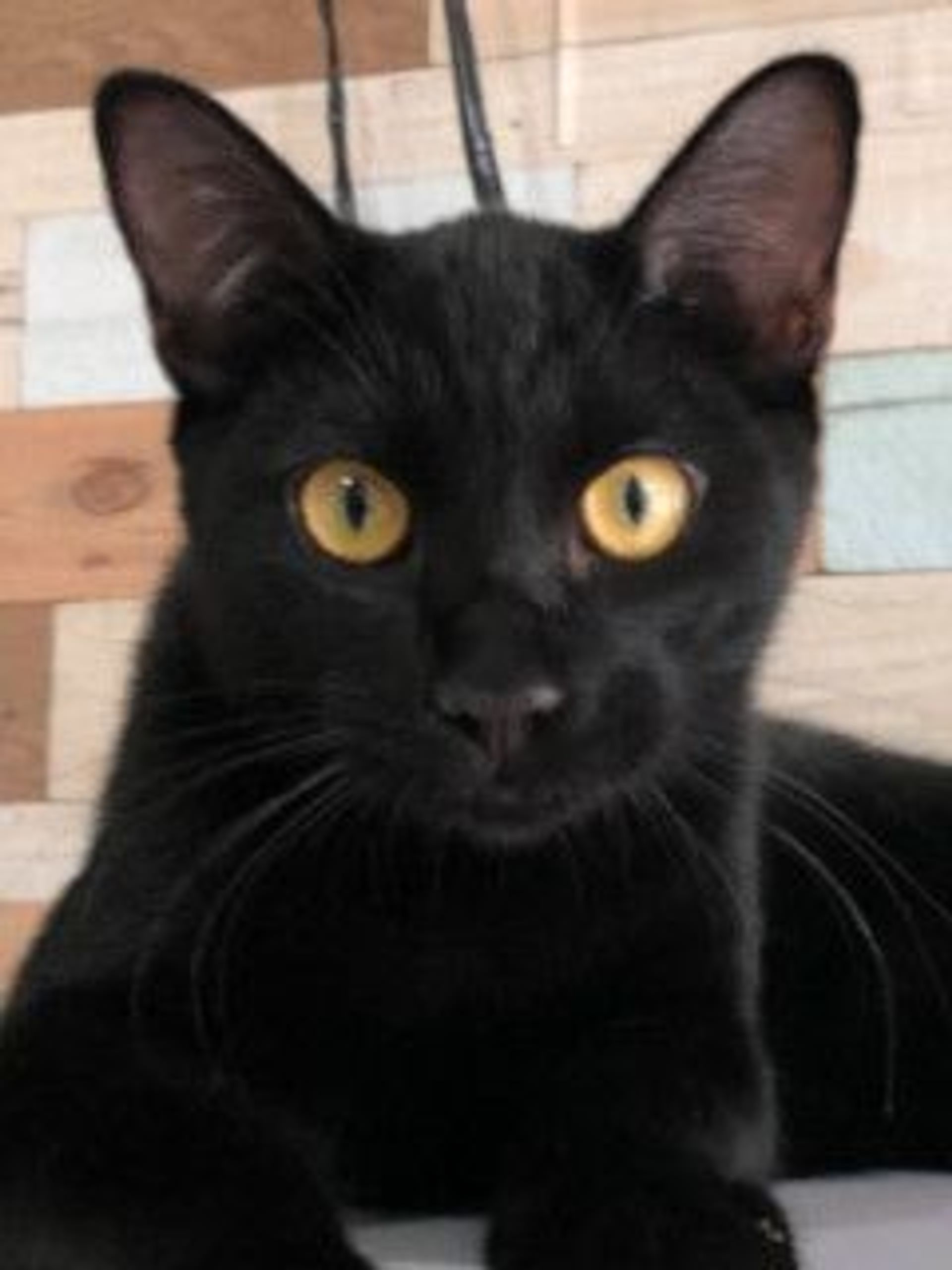 雑種（ミックス猫）・オスの里親募集の写真