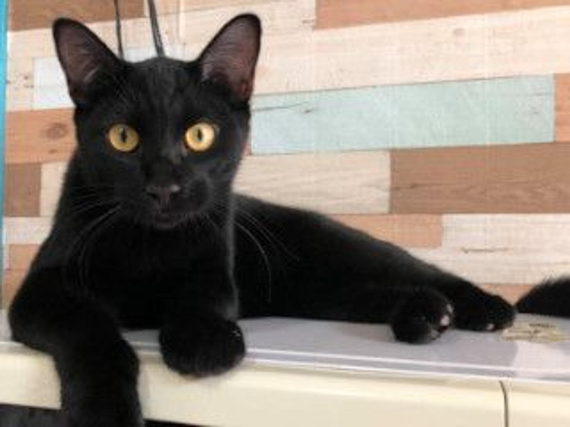 pet-image-6