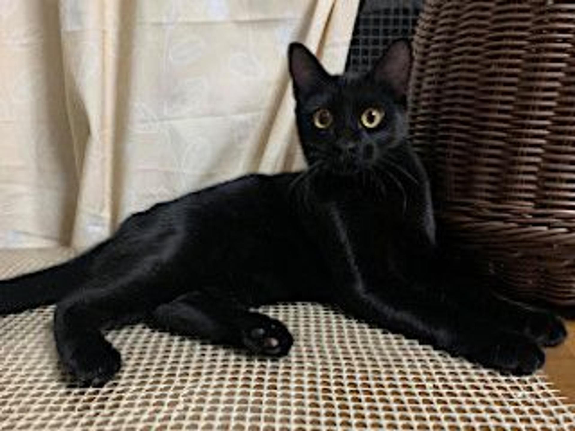 pet-image-7