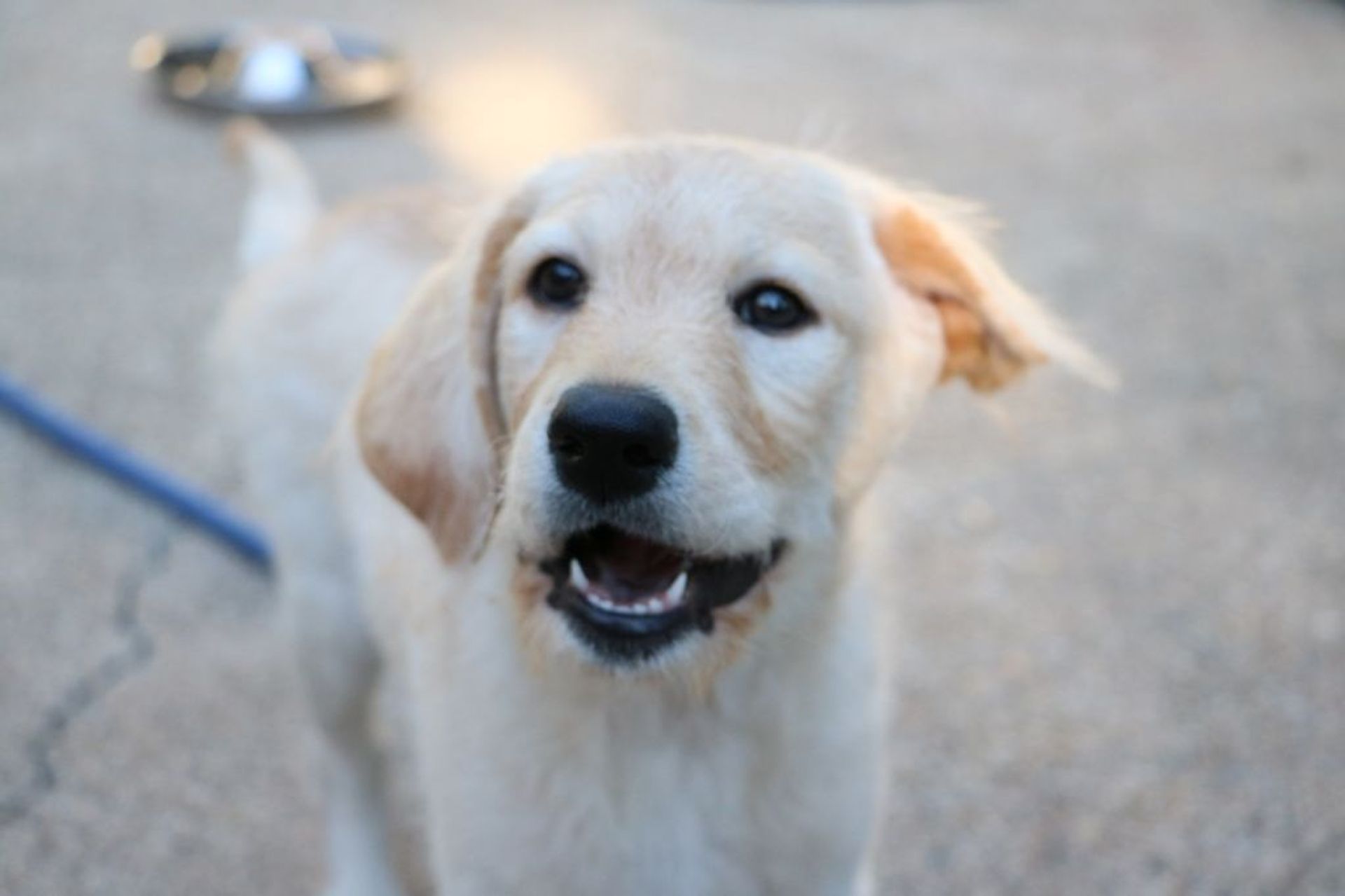 雑種（ミックス犬）・オスの里親募集の写真