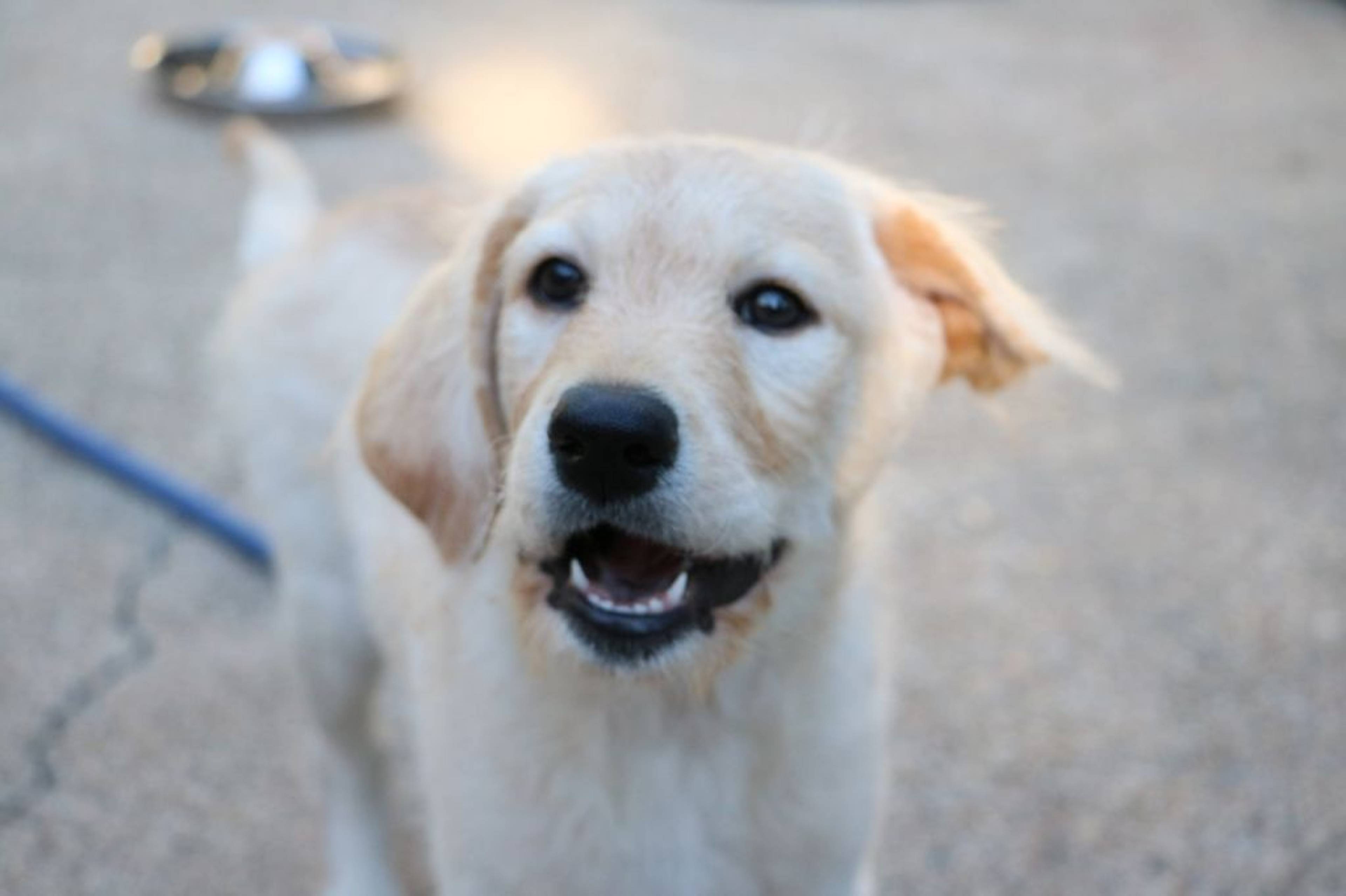 雑種（ミックス犬）・オスの里親募集の写真