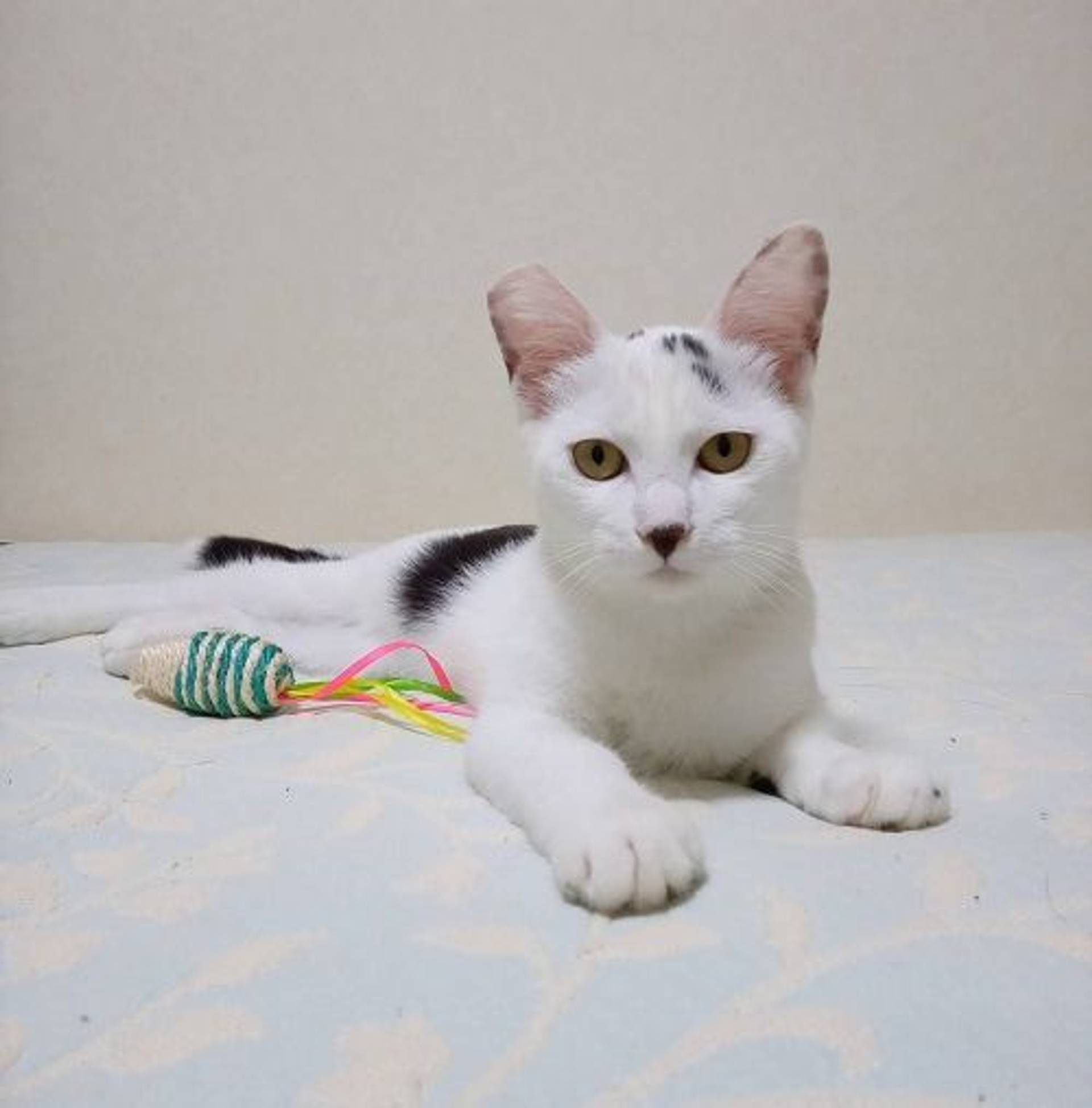 雑種（ミックス猫）・メスの里親募集の写真