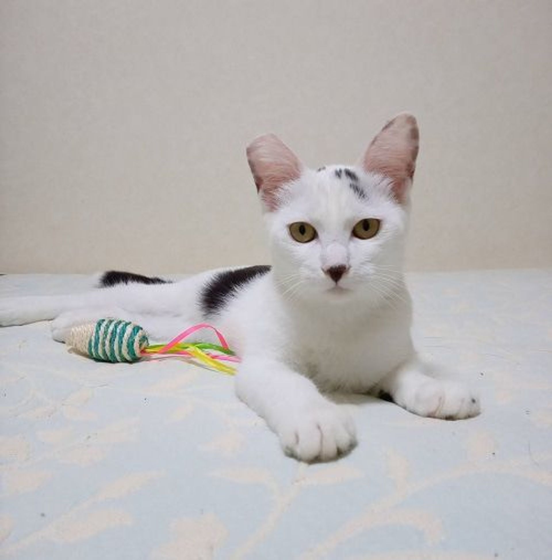 雑種（ミックス猫）・メスの里親募集の写真