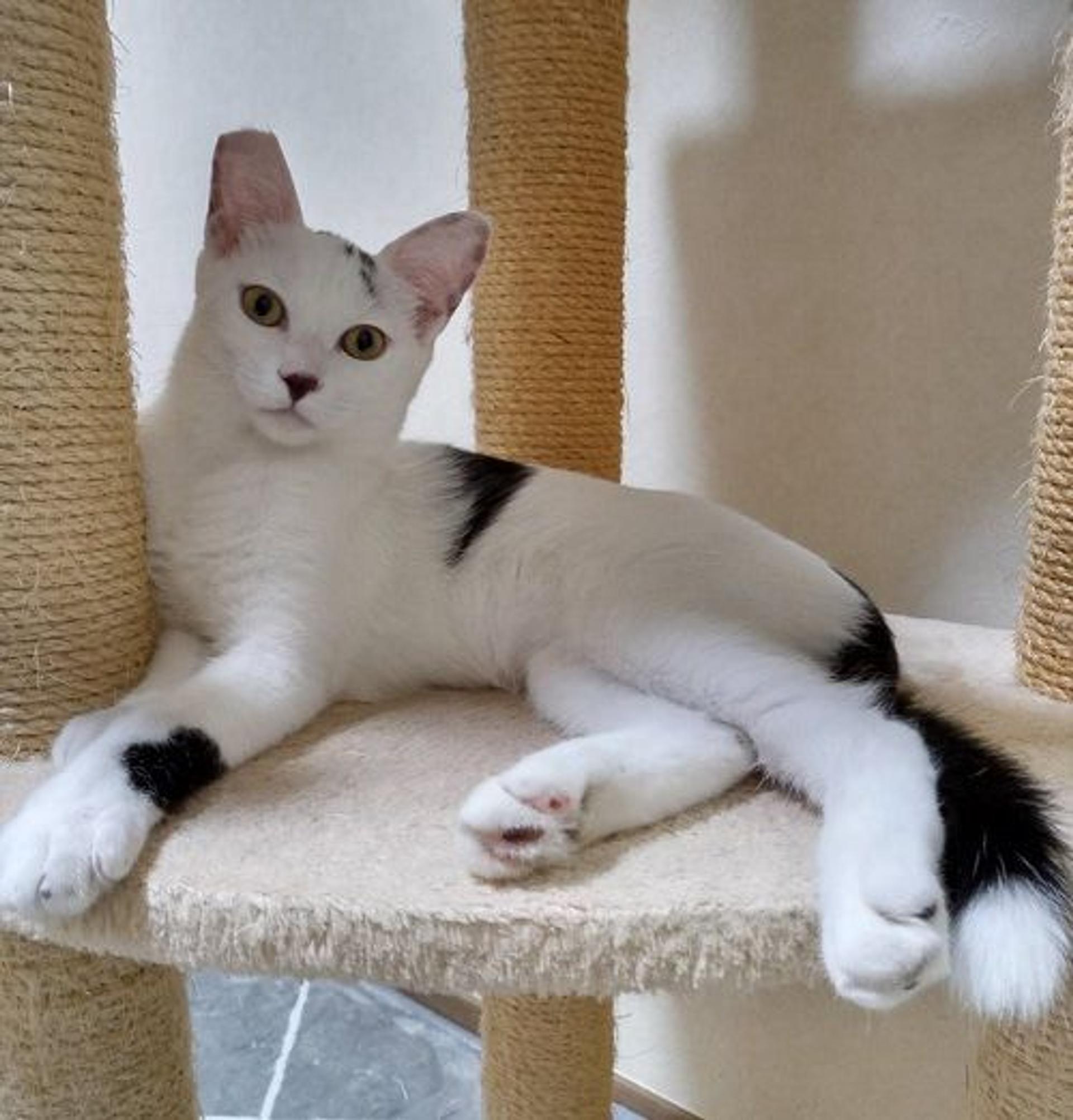 pet-image-2