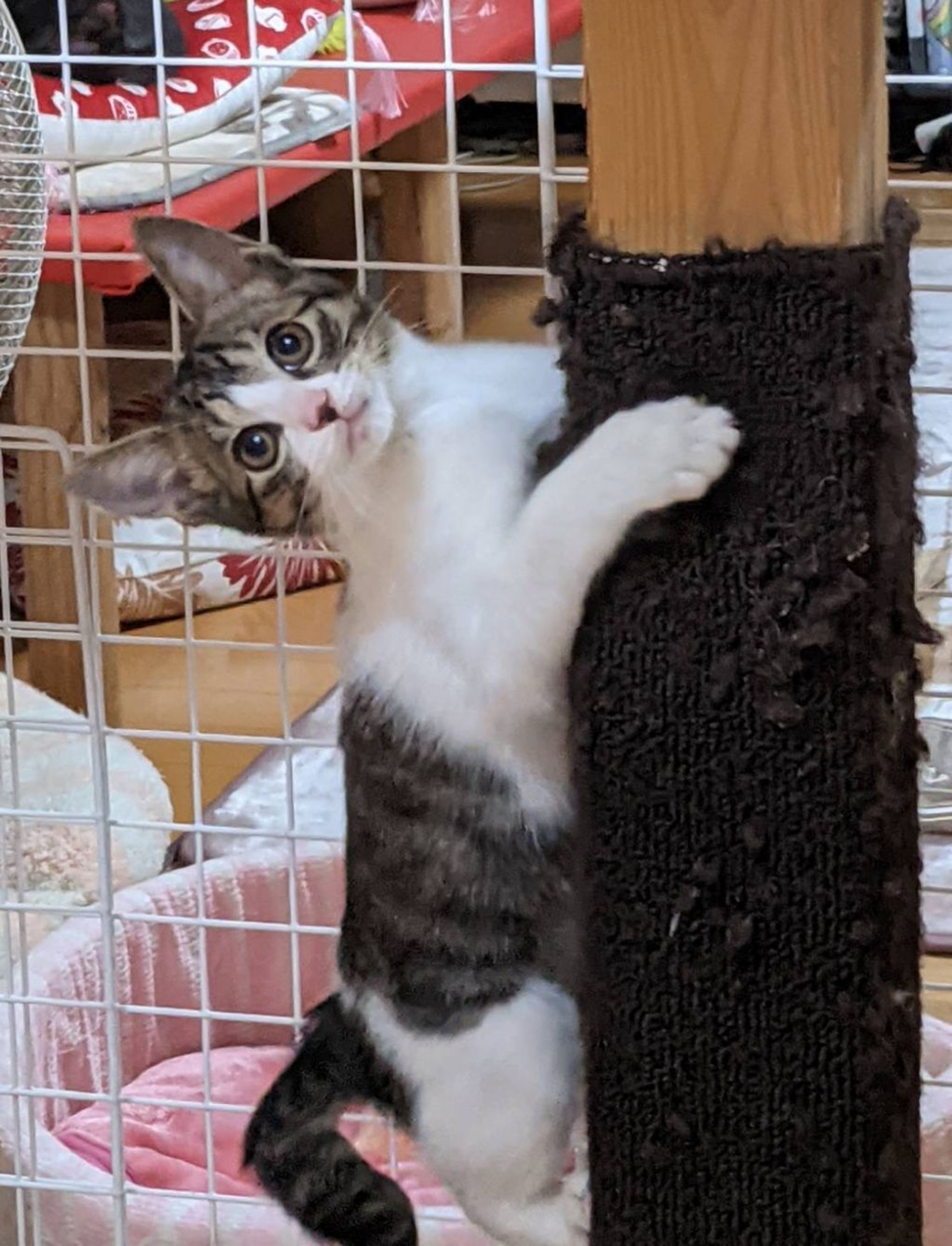 雑種（ミックス猫）・オスの里親募集の写真