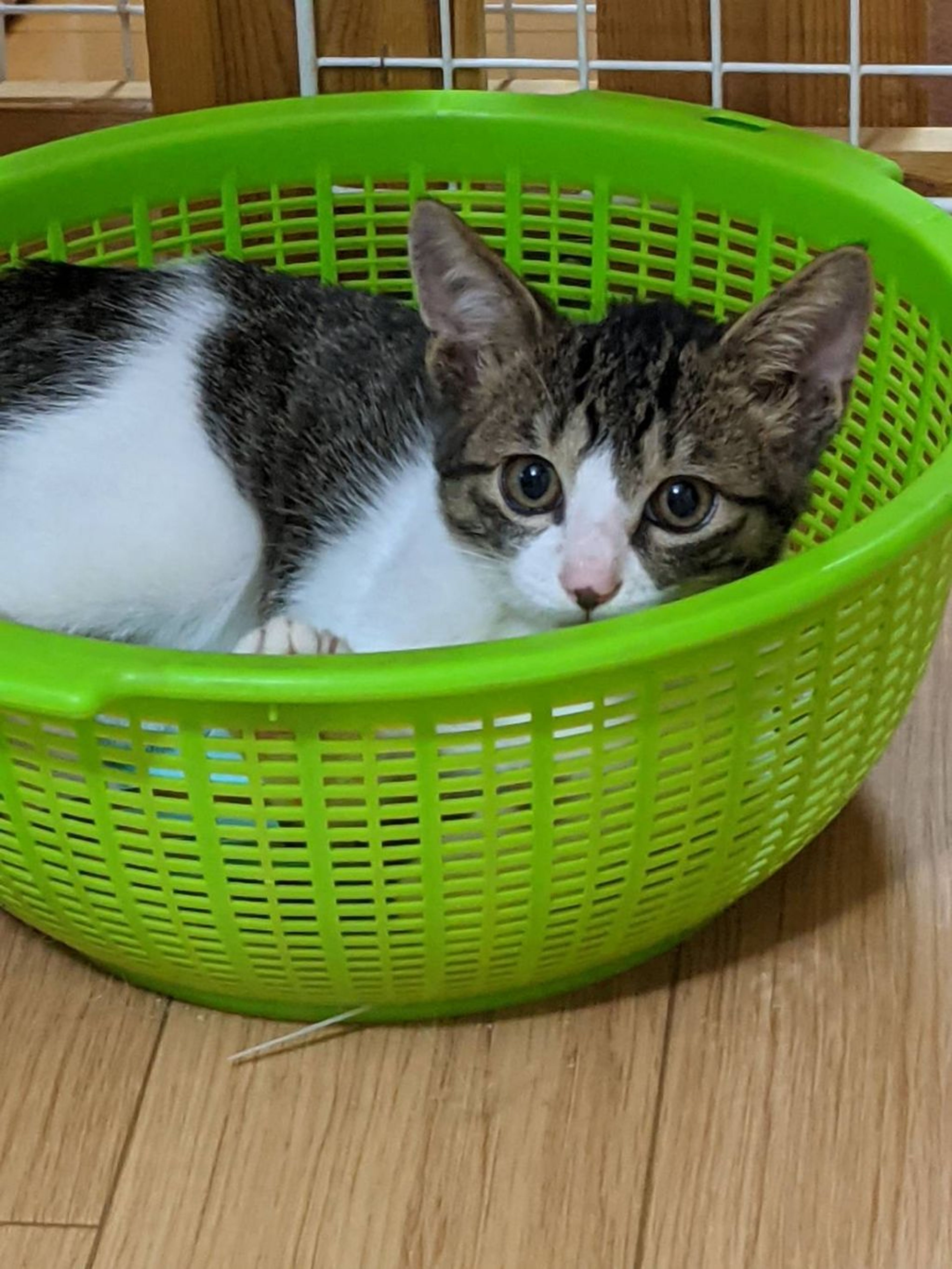 pet-image-2