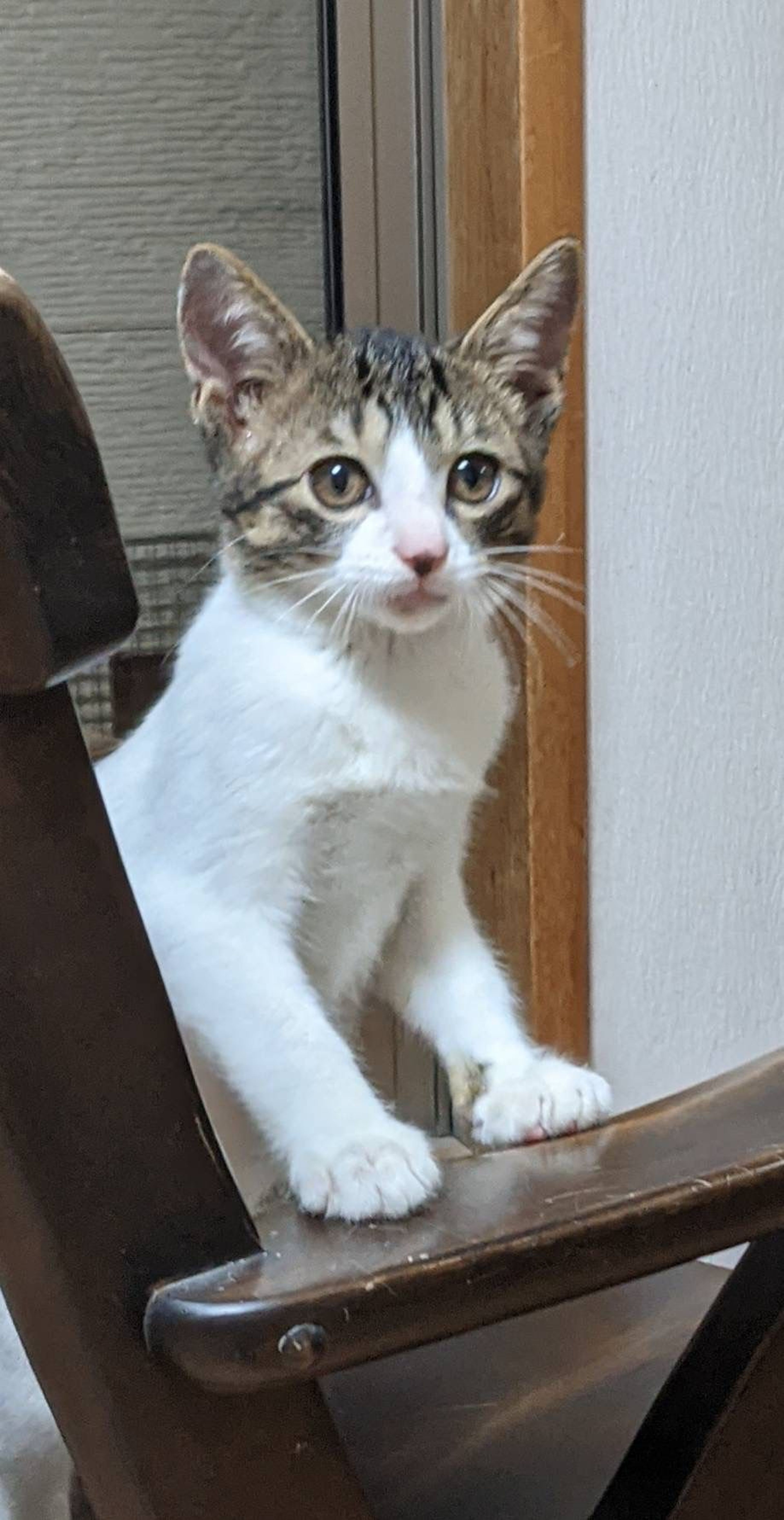pet-image-4