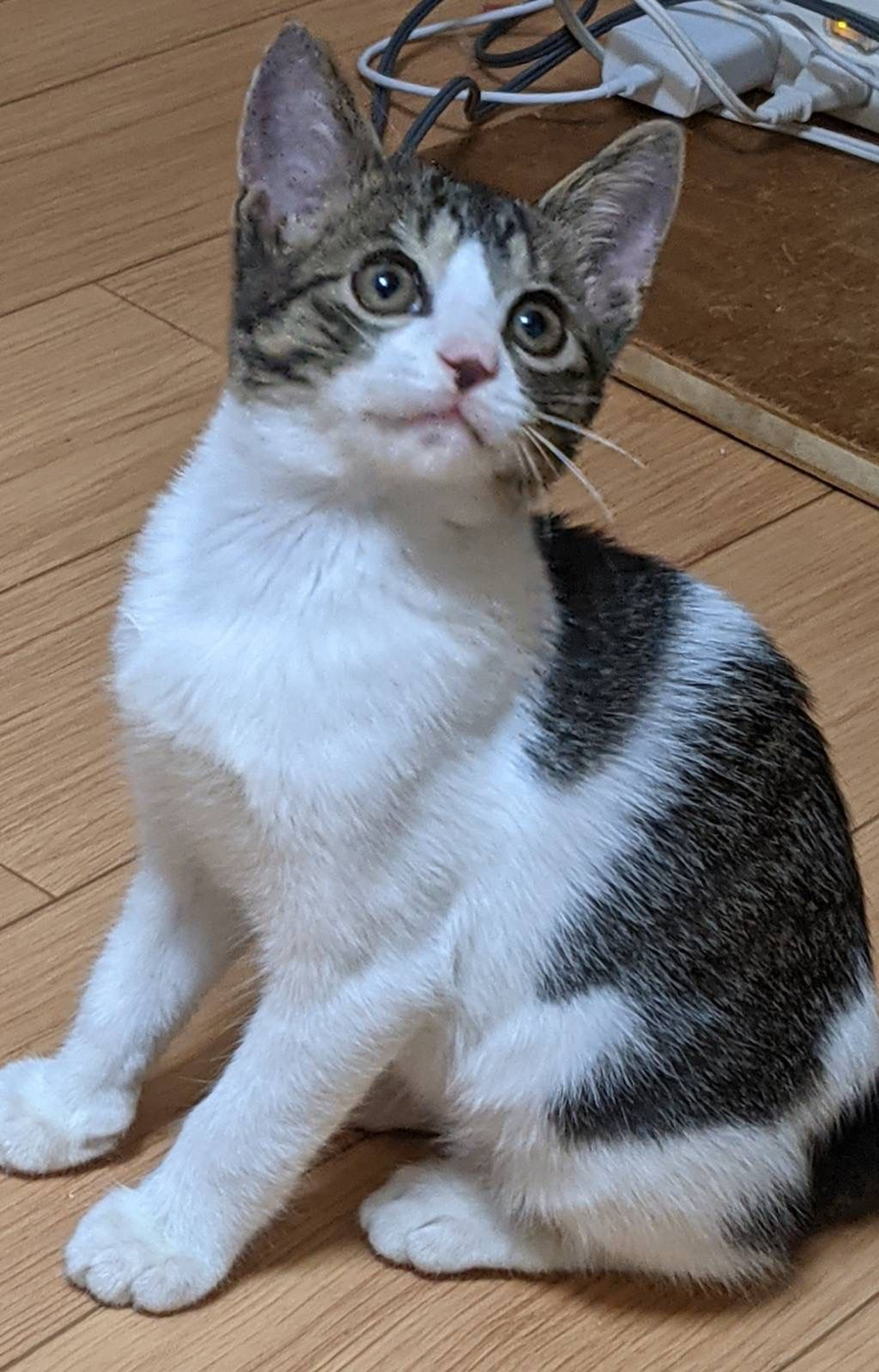 pet-image-5
