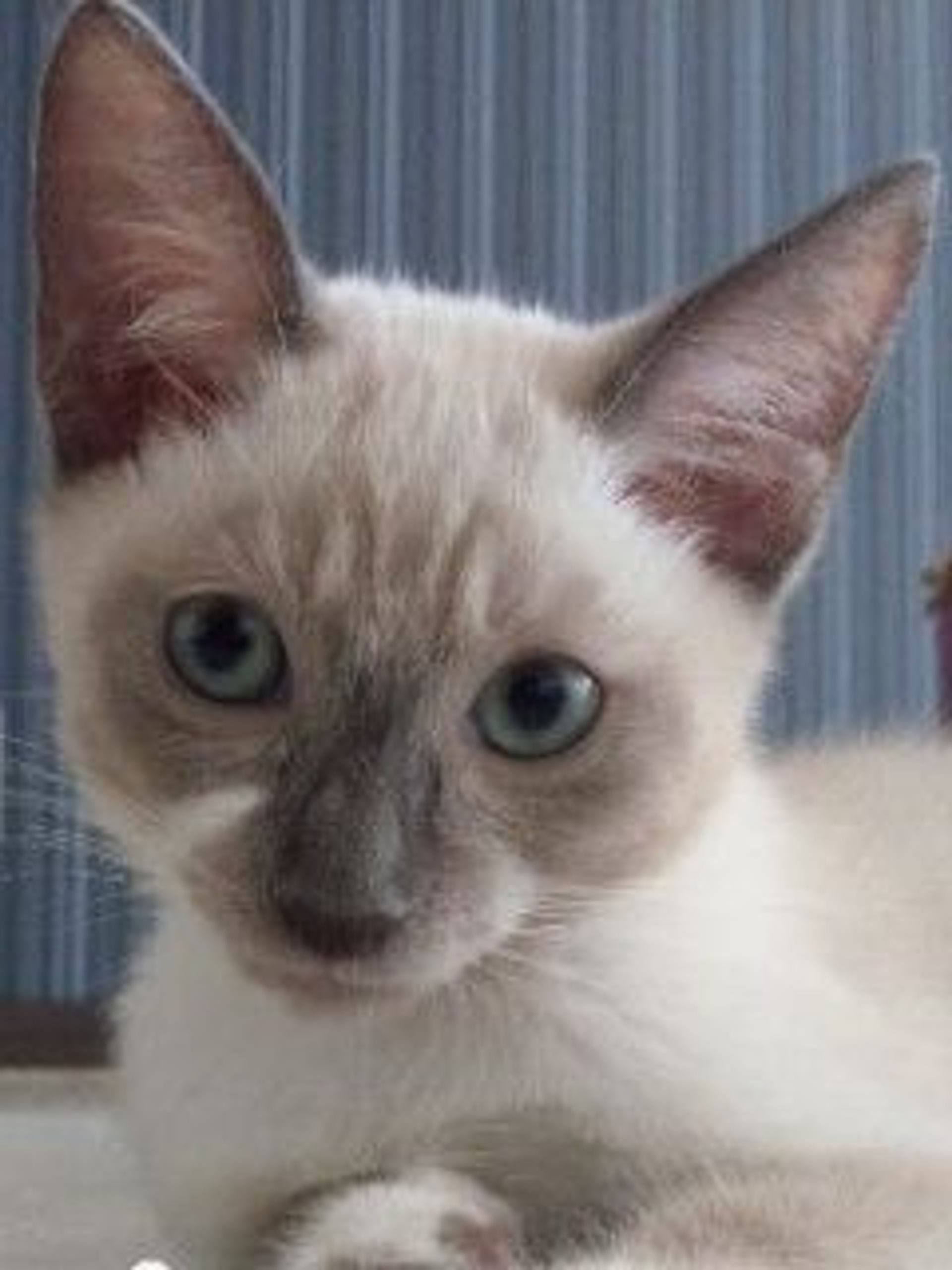 雑種（ミックス猫）・オスの里親募集の写真