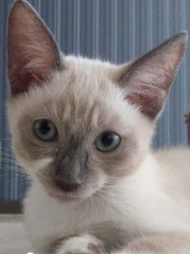 たんたん