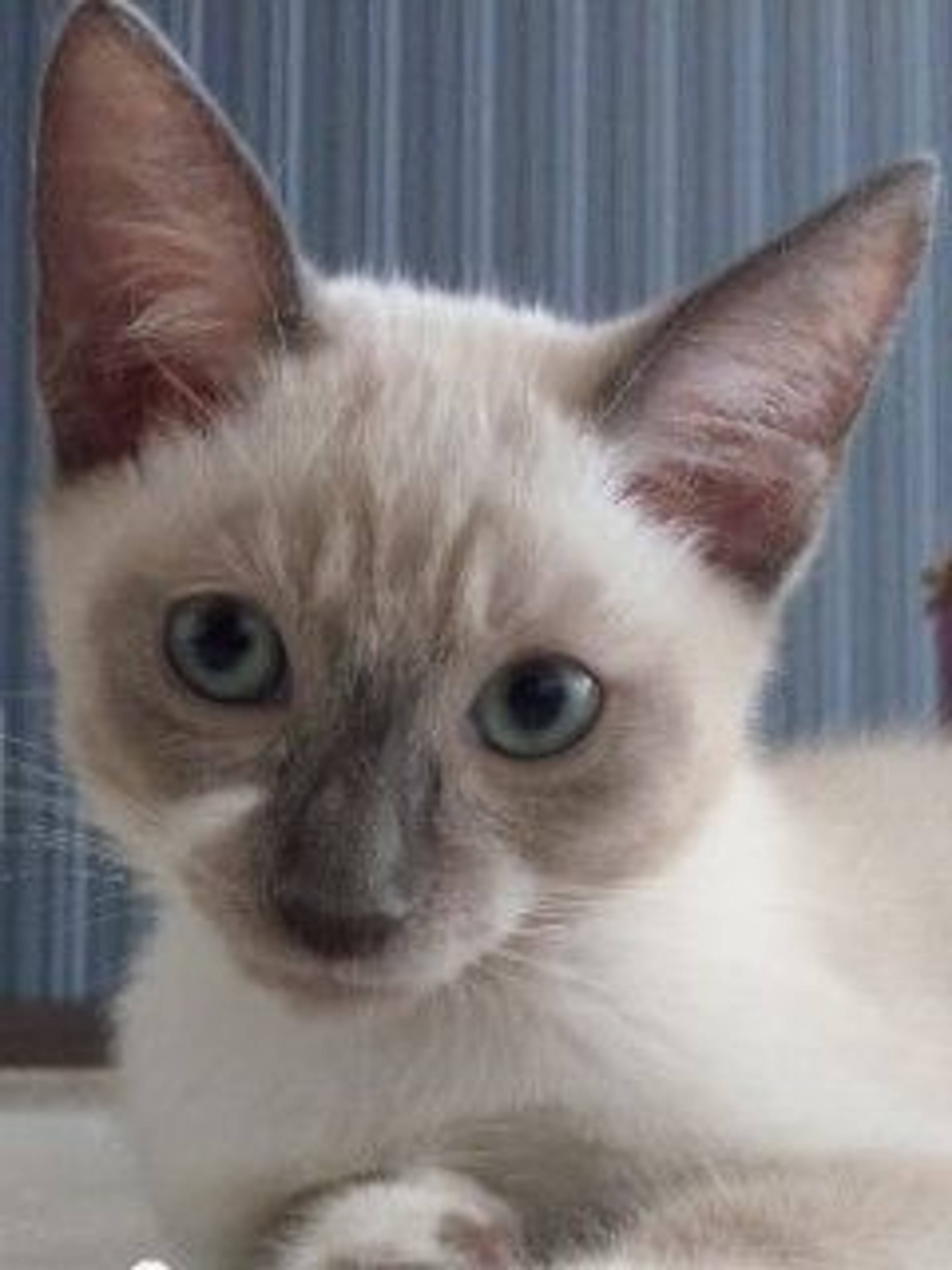 雑種（ミックス猫）・オスの里親募集の写真
