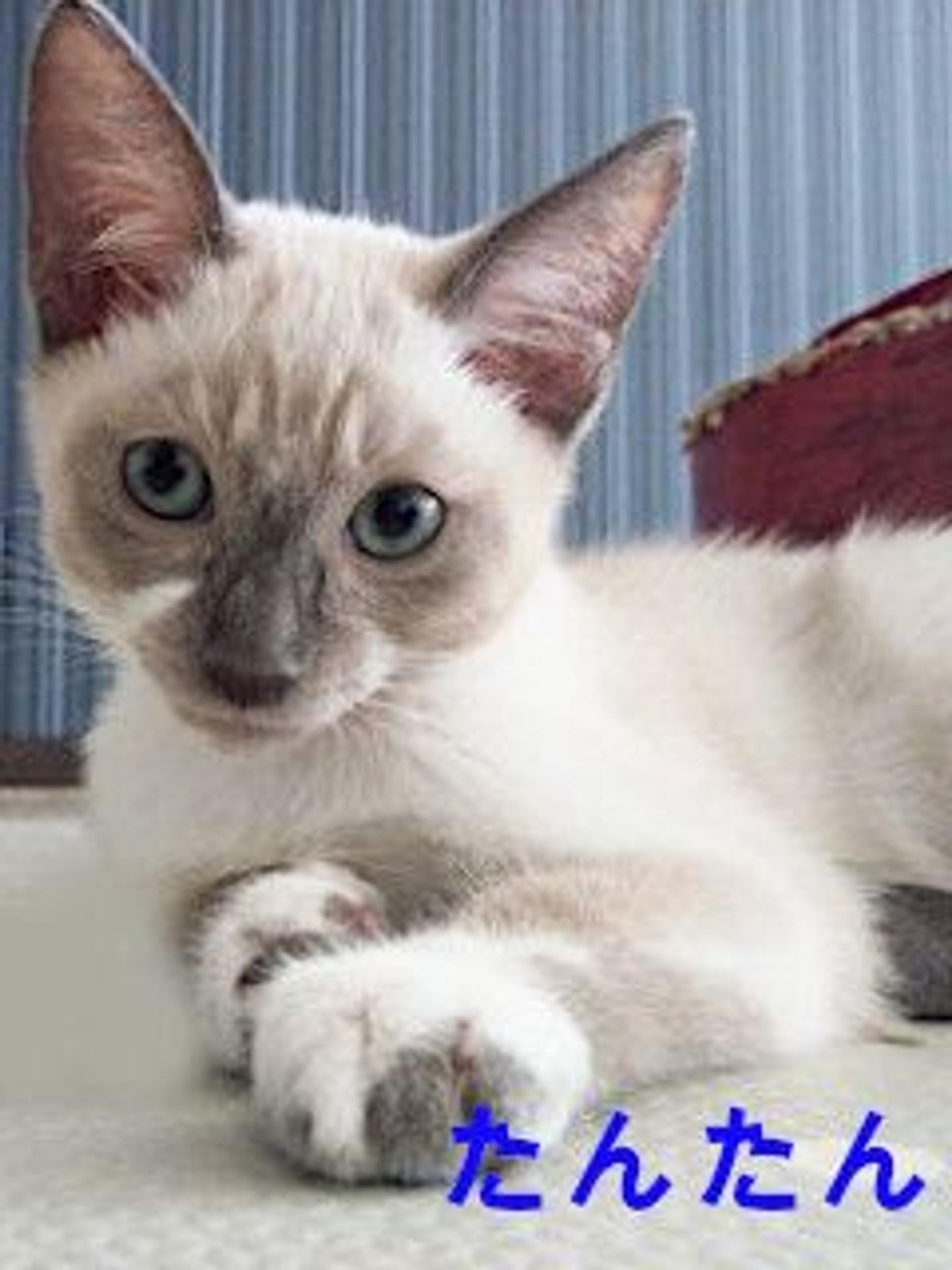 pet-image-2