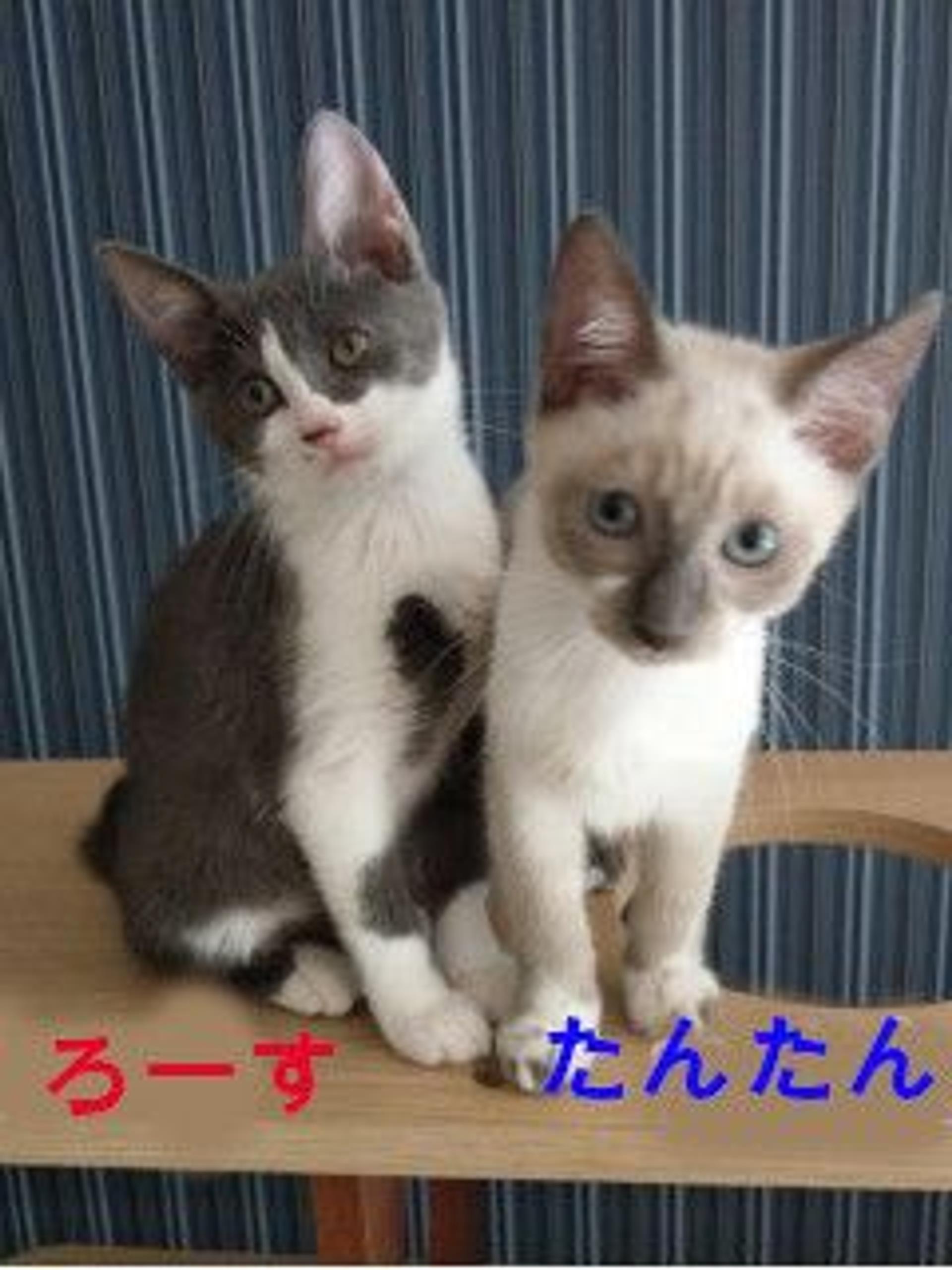 pet-image-4
