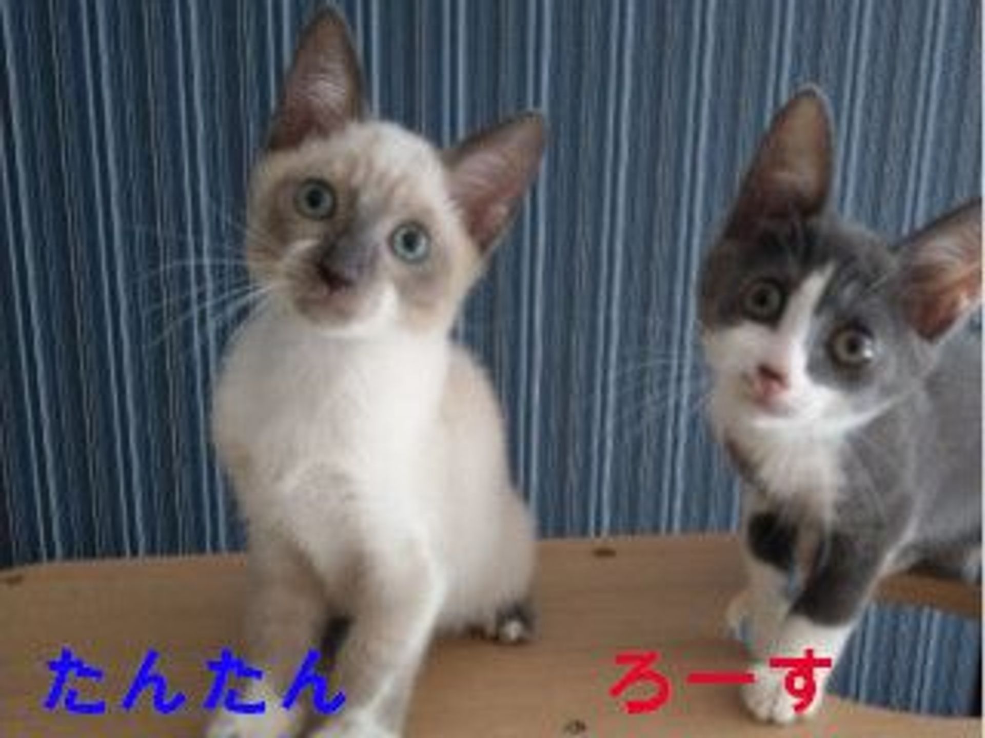thumbnail-6