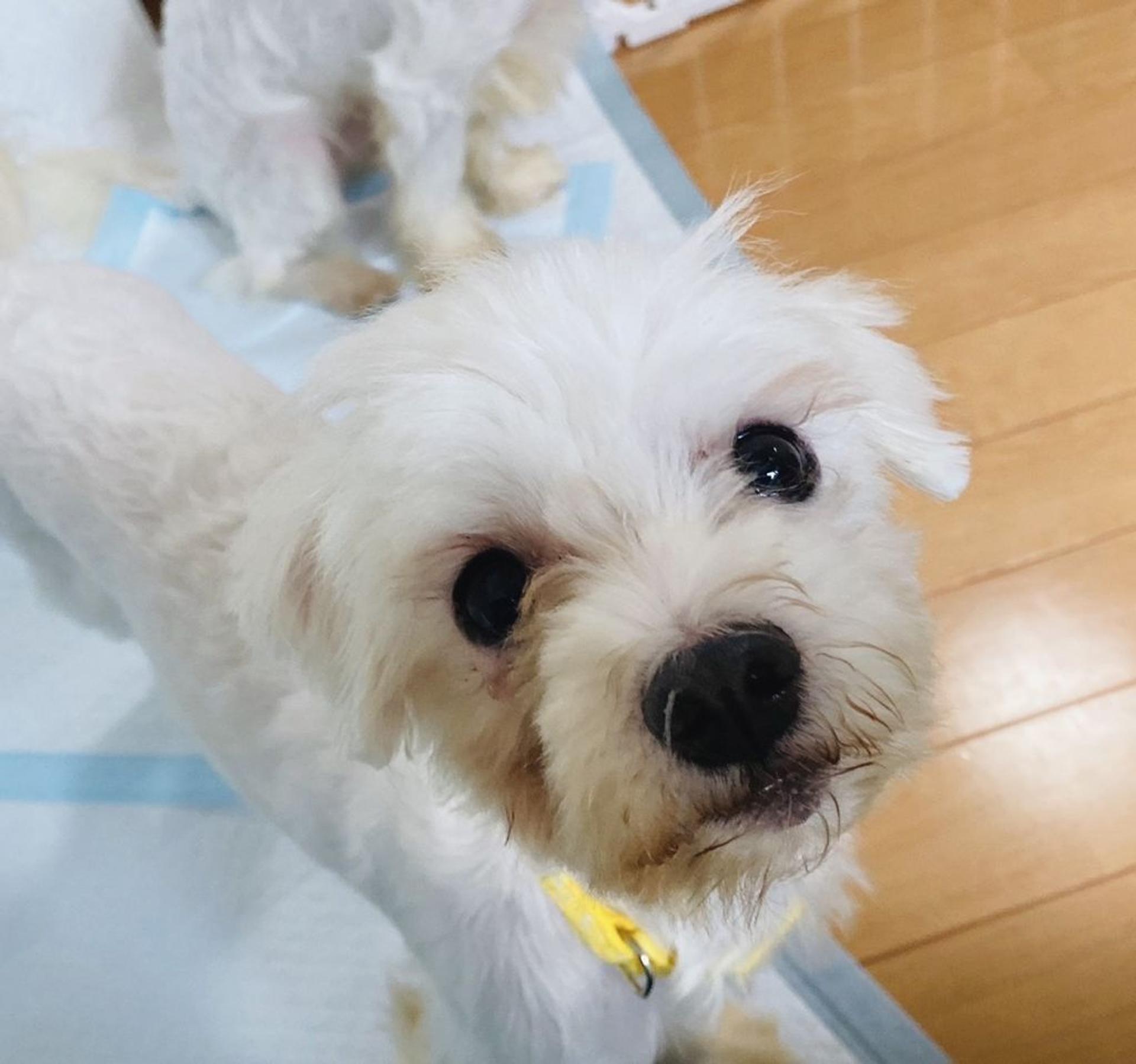 pet-image-2