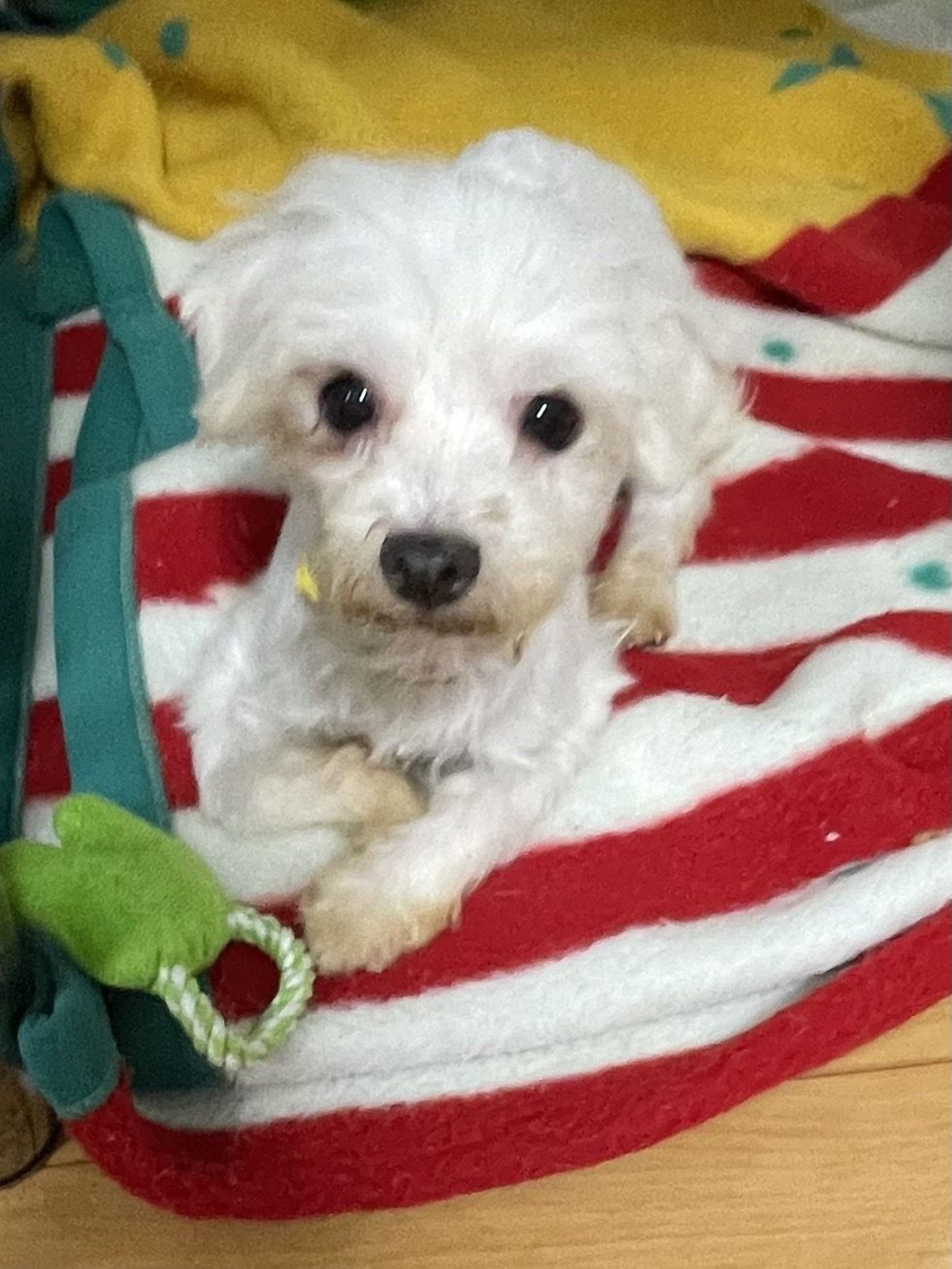 pet-image-5