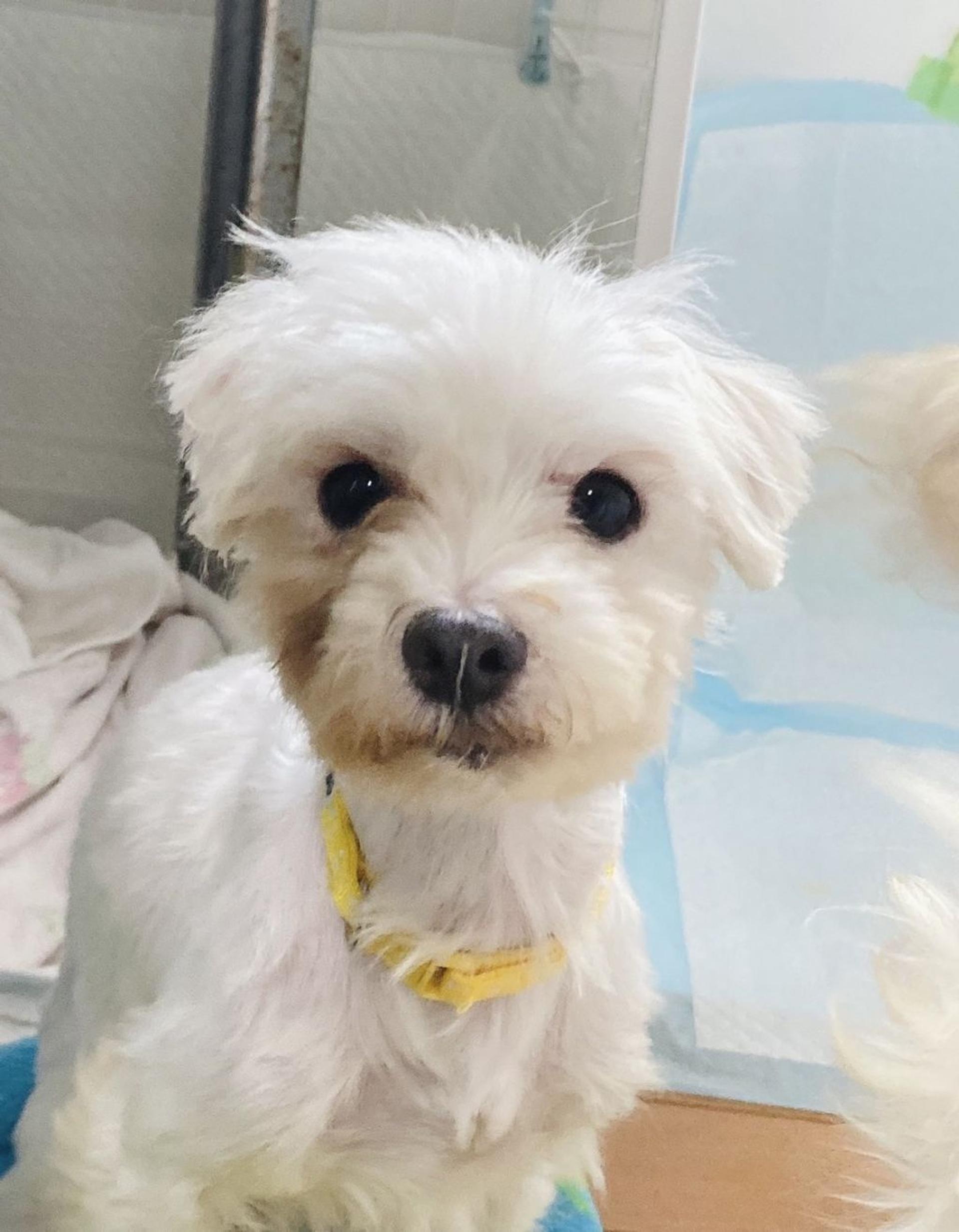 pet-image-6